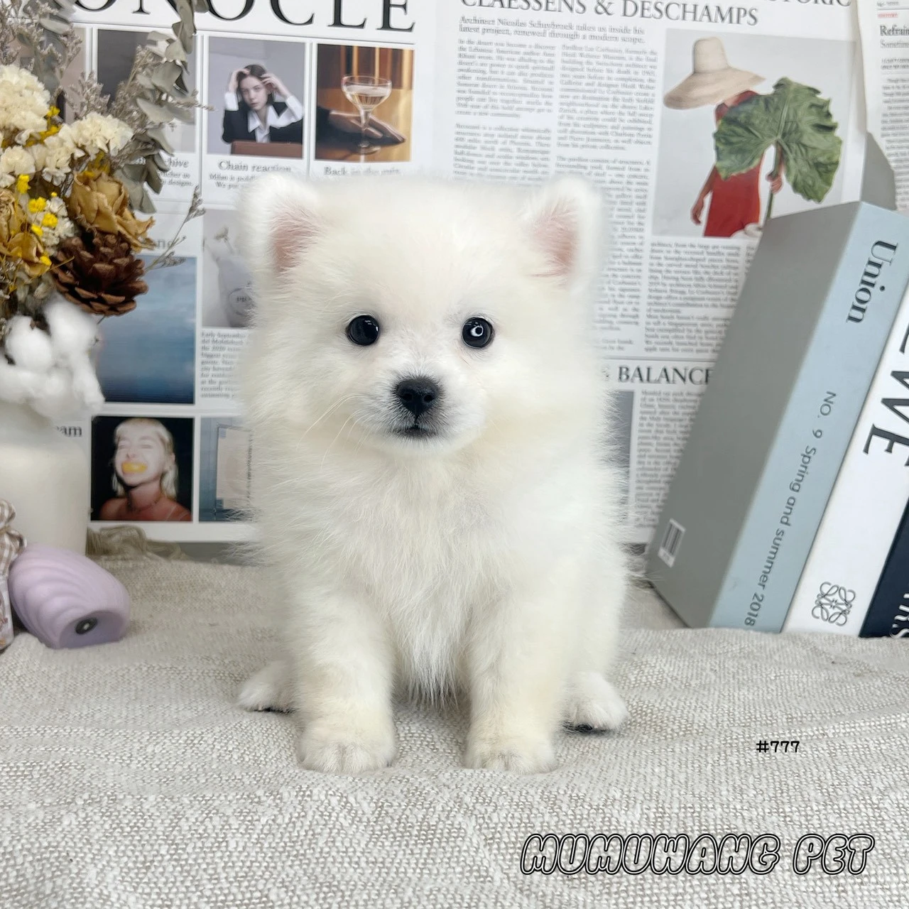 狐狸犬