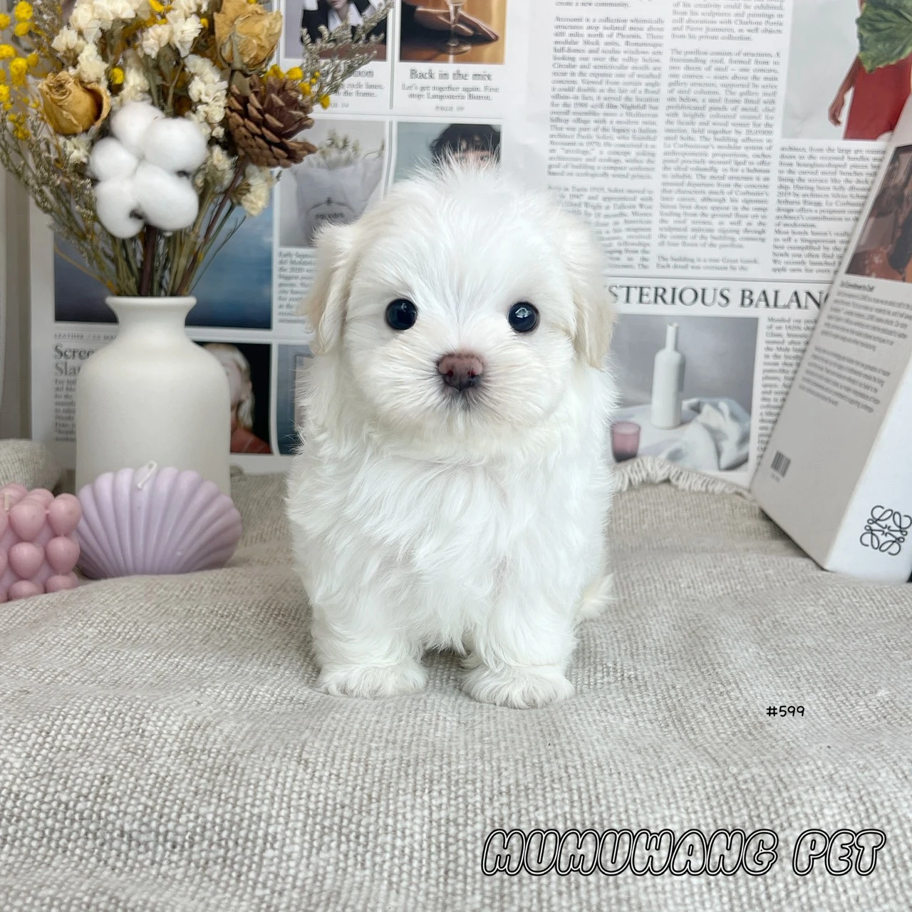 瑪爾濟斯