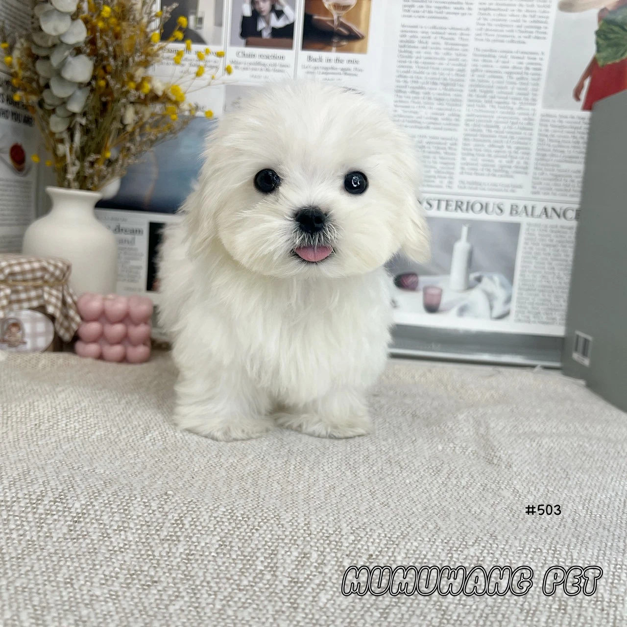 瑪爾濟斯