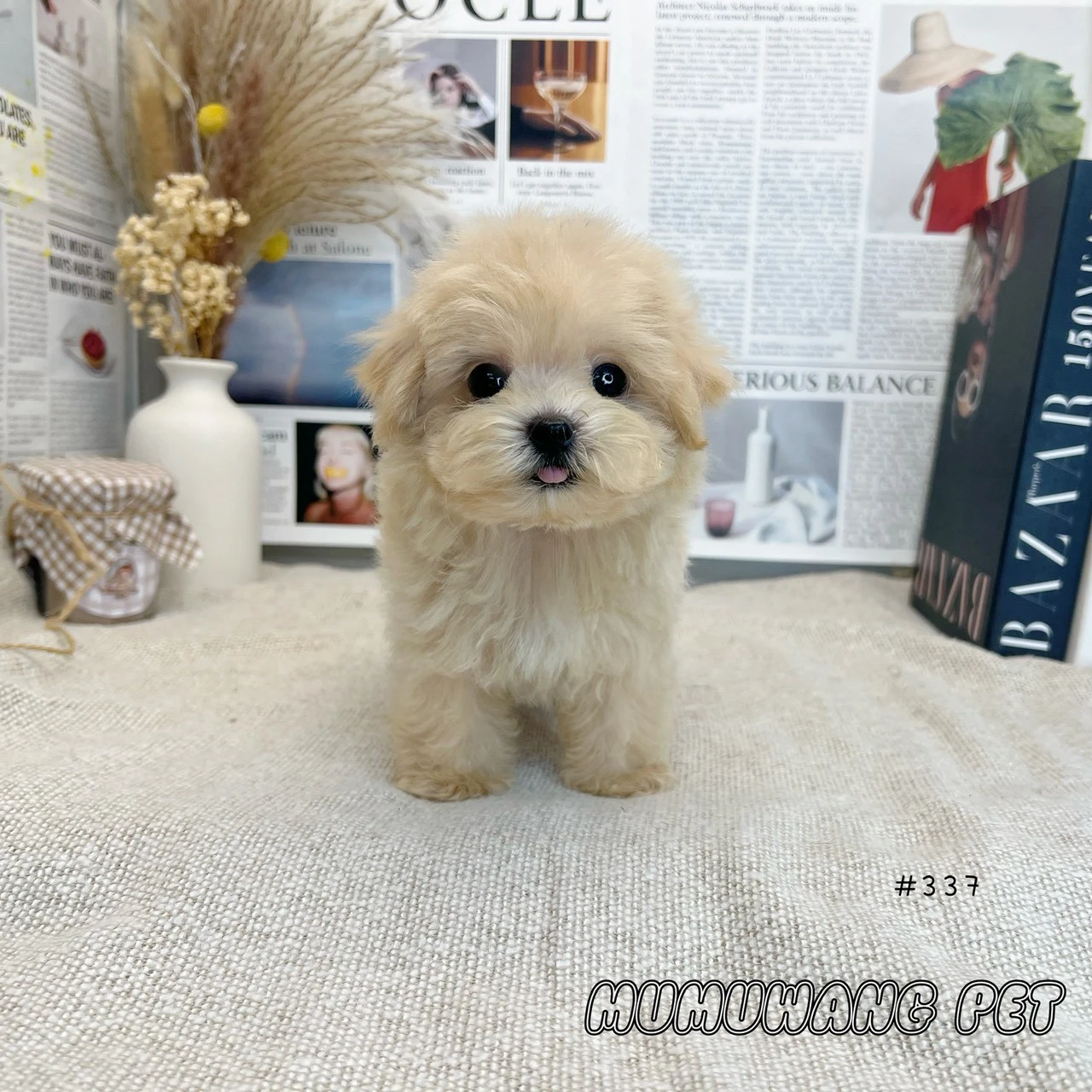瑪爾泰迪(奶油色)迷你型