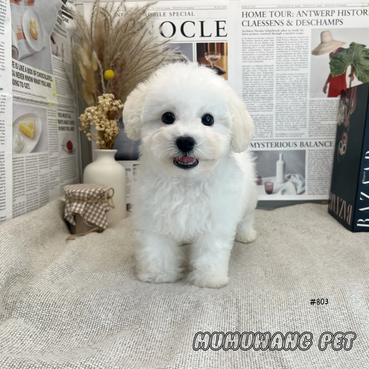 比熊犬