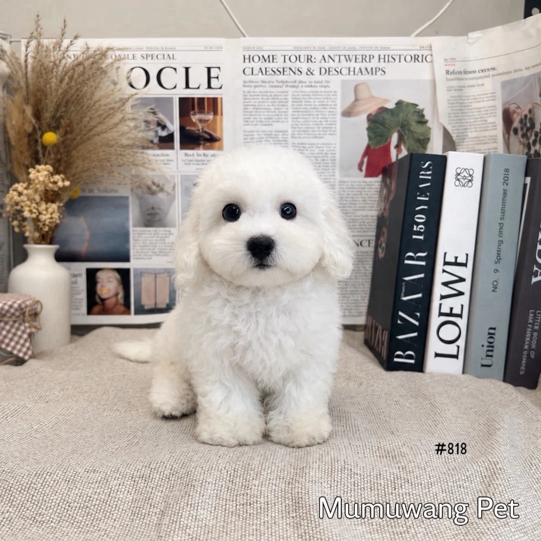 比熊犬