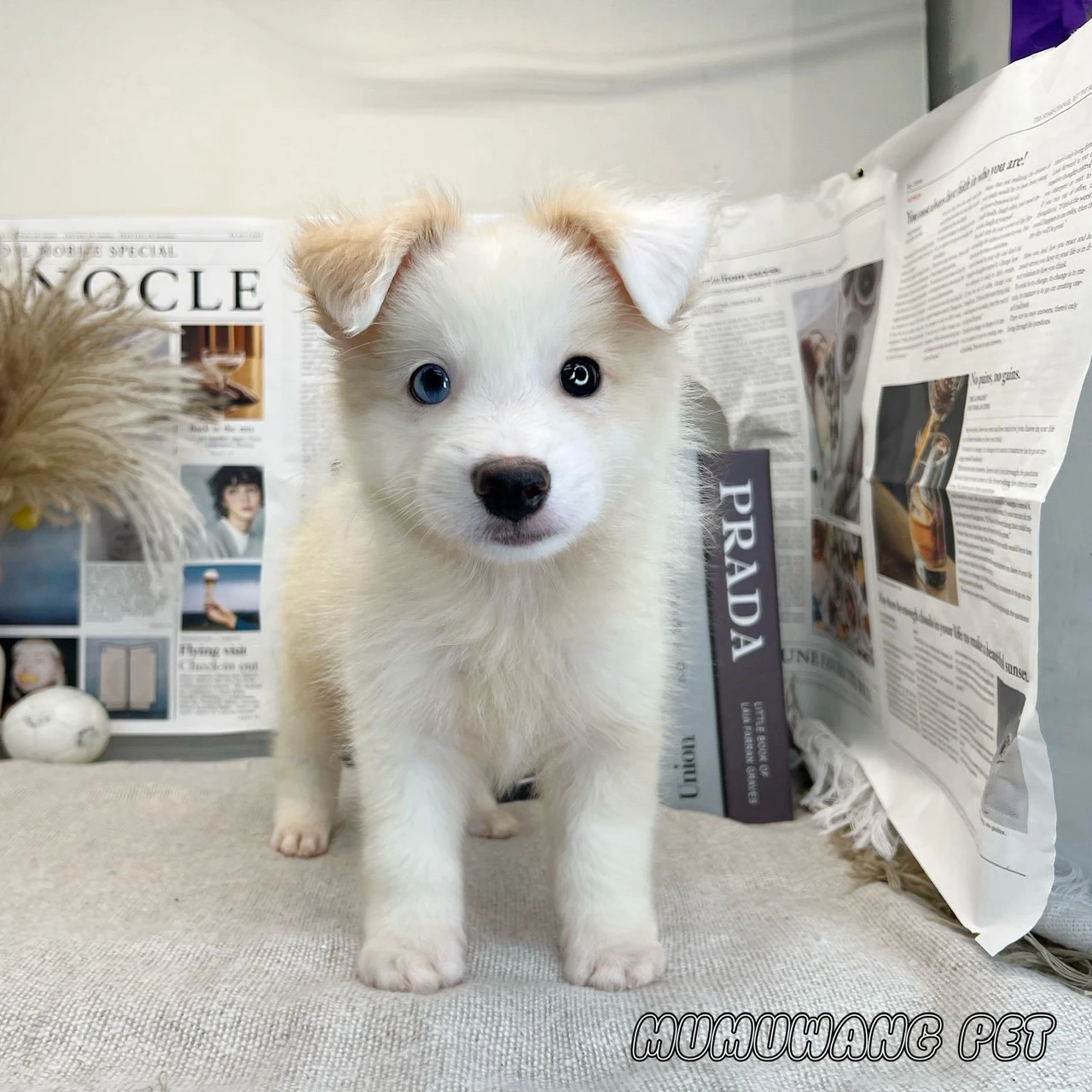 邊境牧羊犬(黃白色)