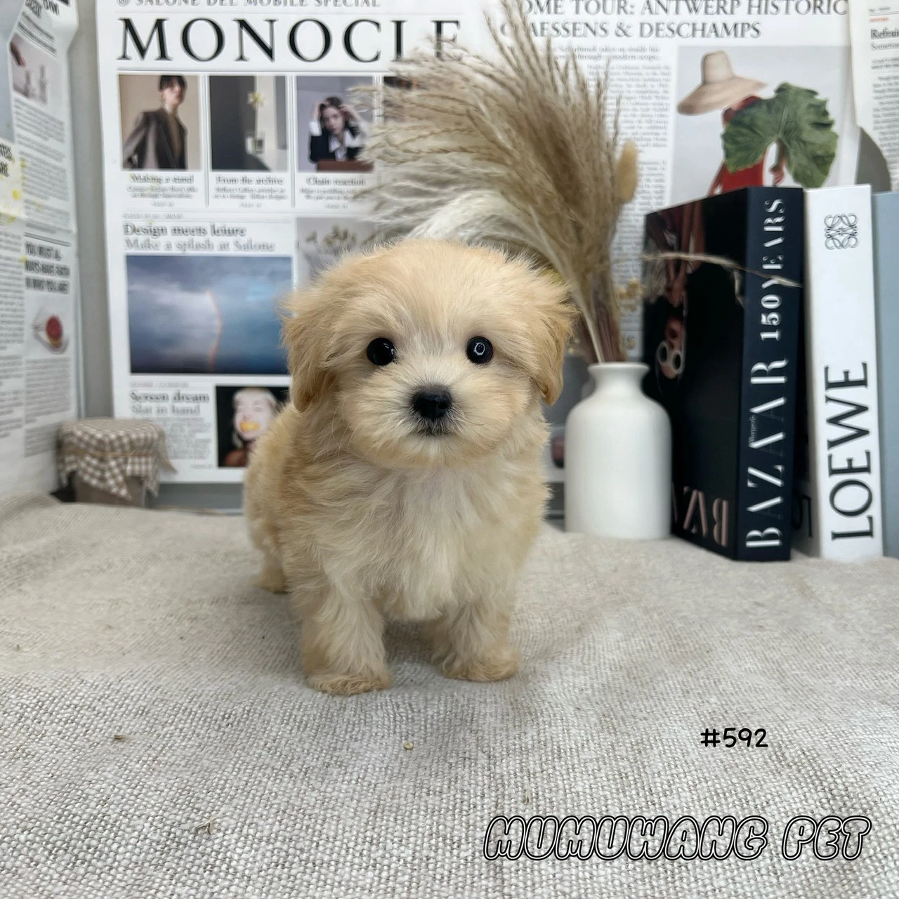 瑪爾泰迪(奶油色)
