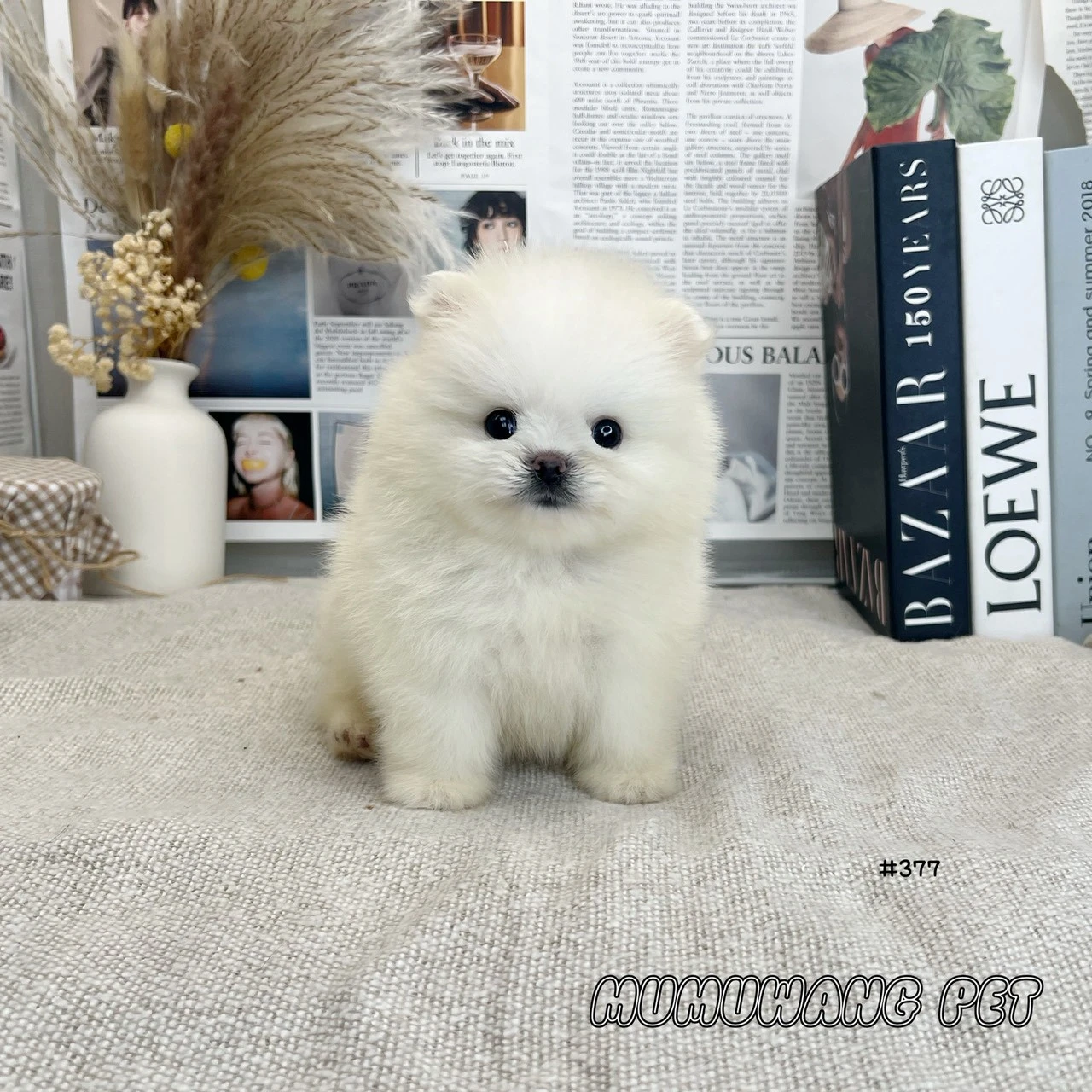 博美(白色)