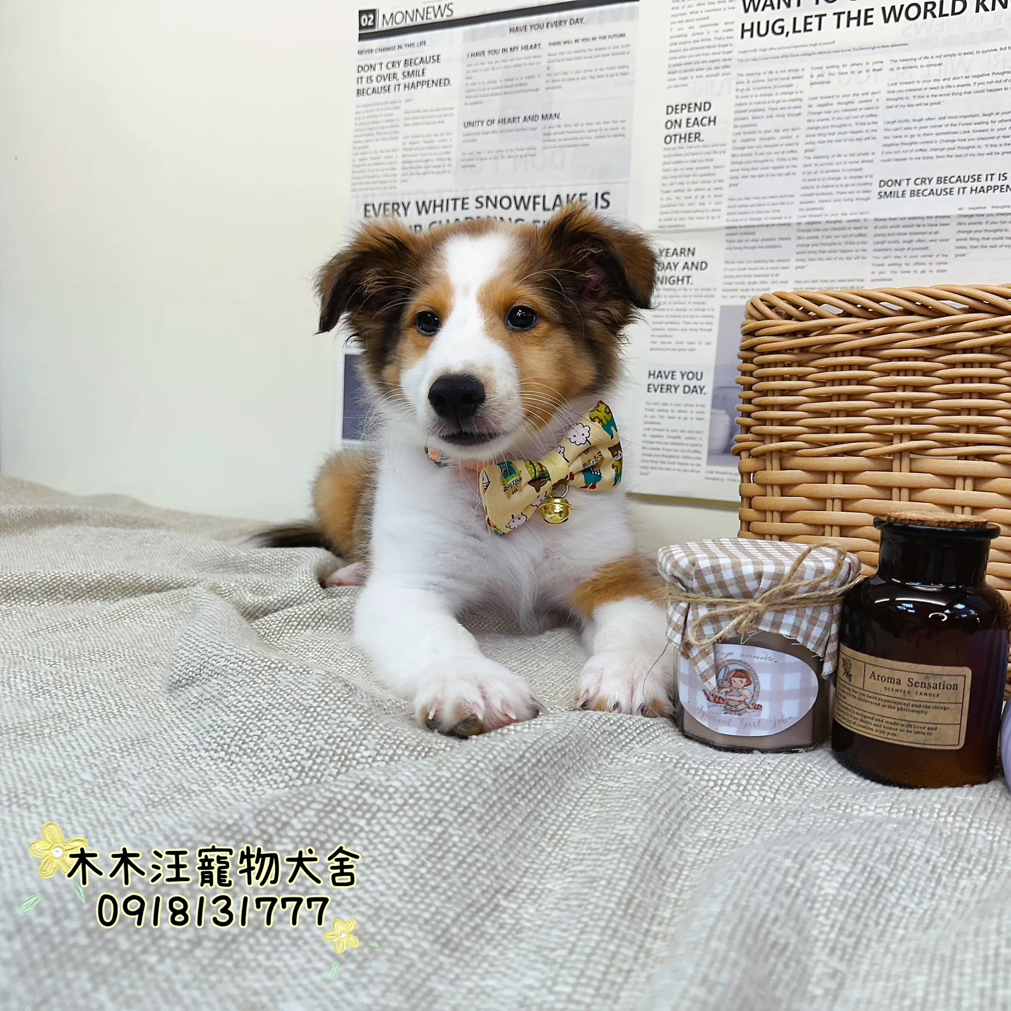 喜樂蒂(棕白色)
