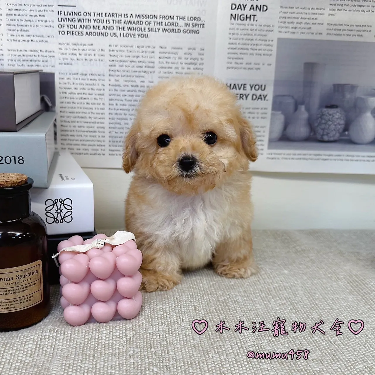 貴賓犬(奶油色)