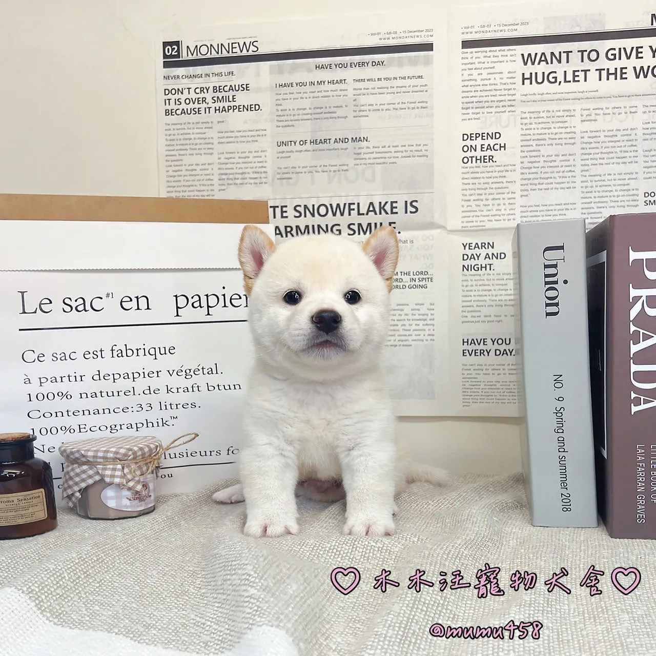 柴犬(白色)