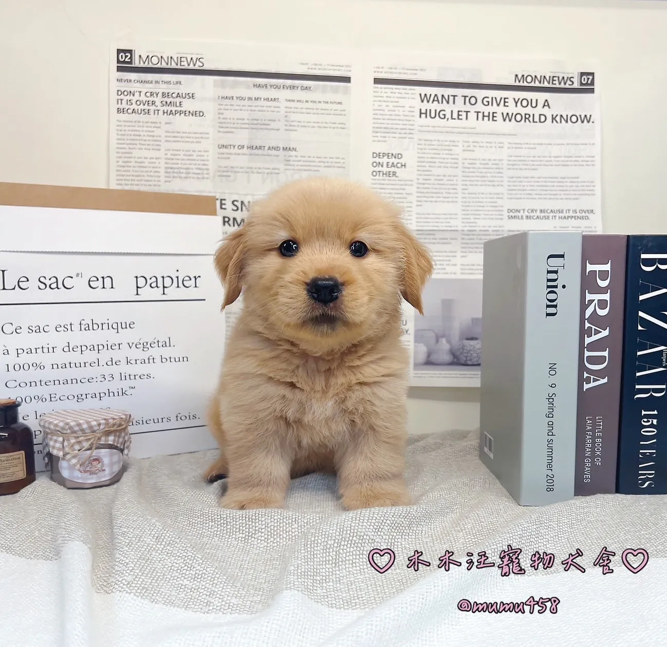 黃金獵犬(金黃色) - 01