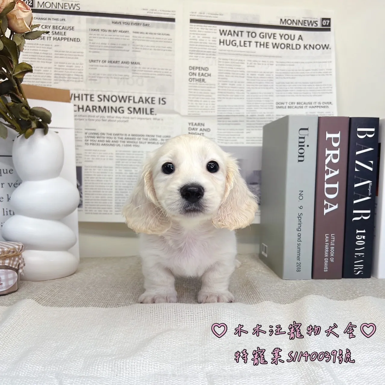 長毛臘腸犬(奶油色) - 01