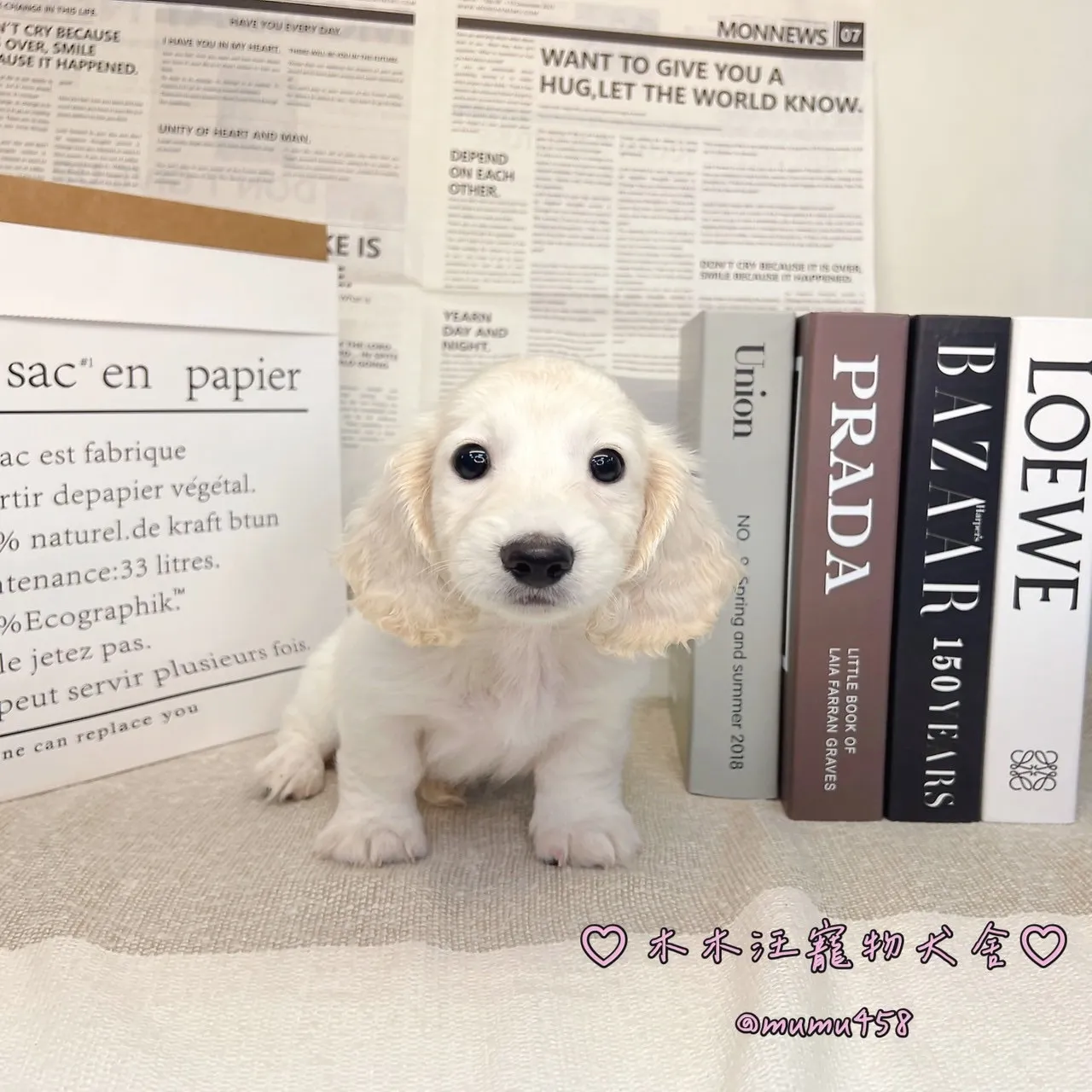 長毛臘腸犬(奶油色) - 02