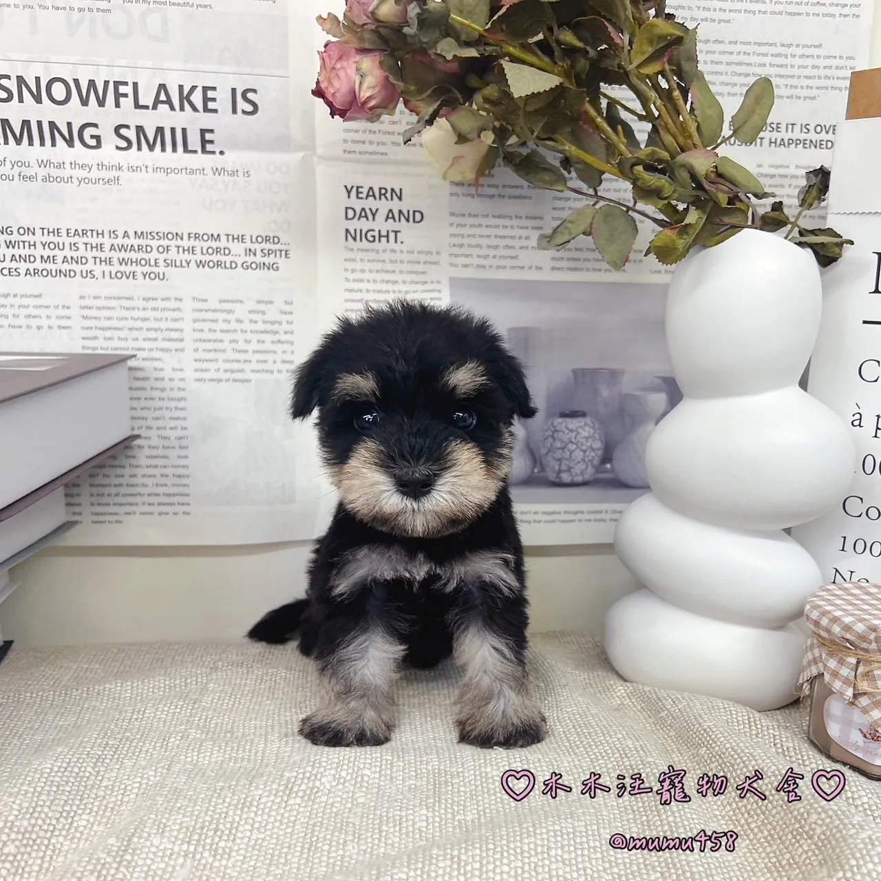 雪納瑞(黑白)