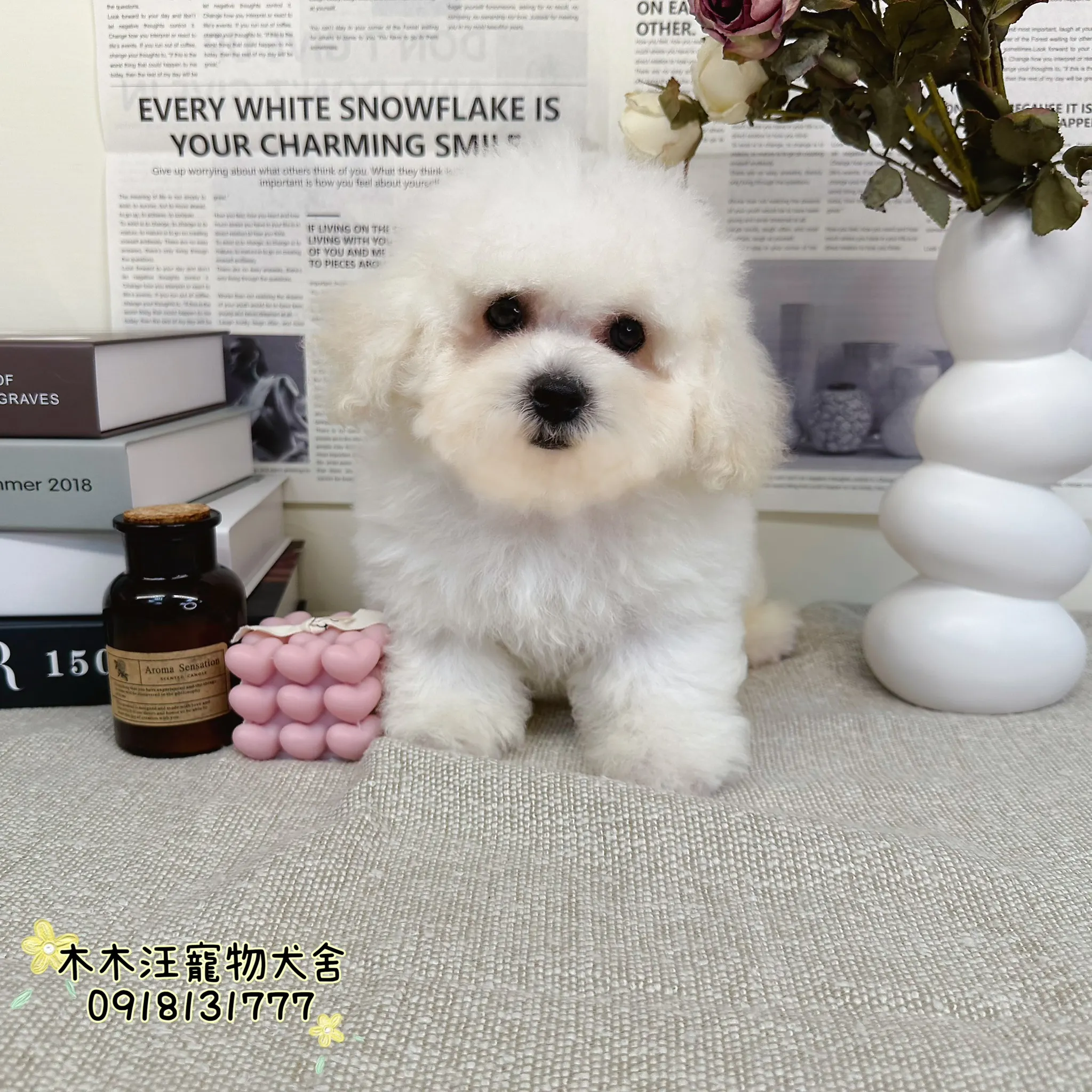 比熊犬(白色)