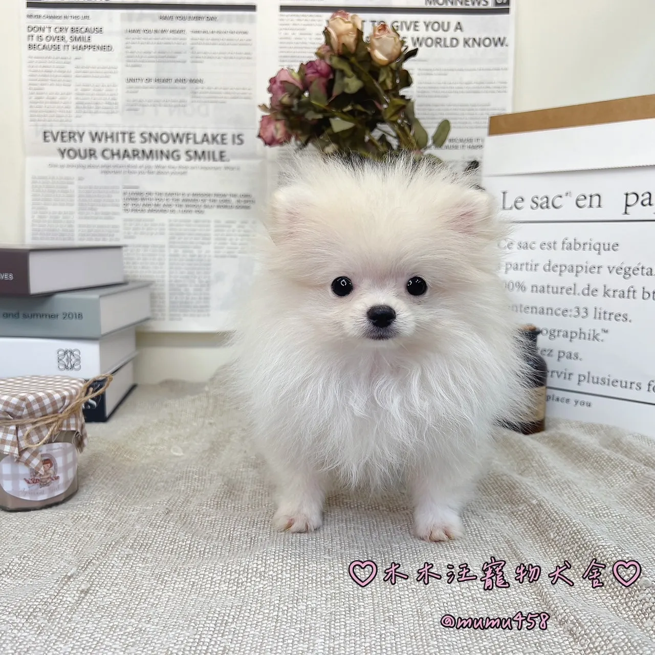 松鼠博美(白色)