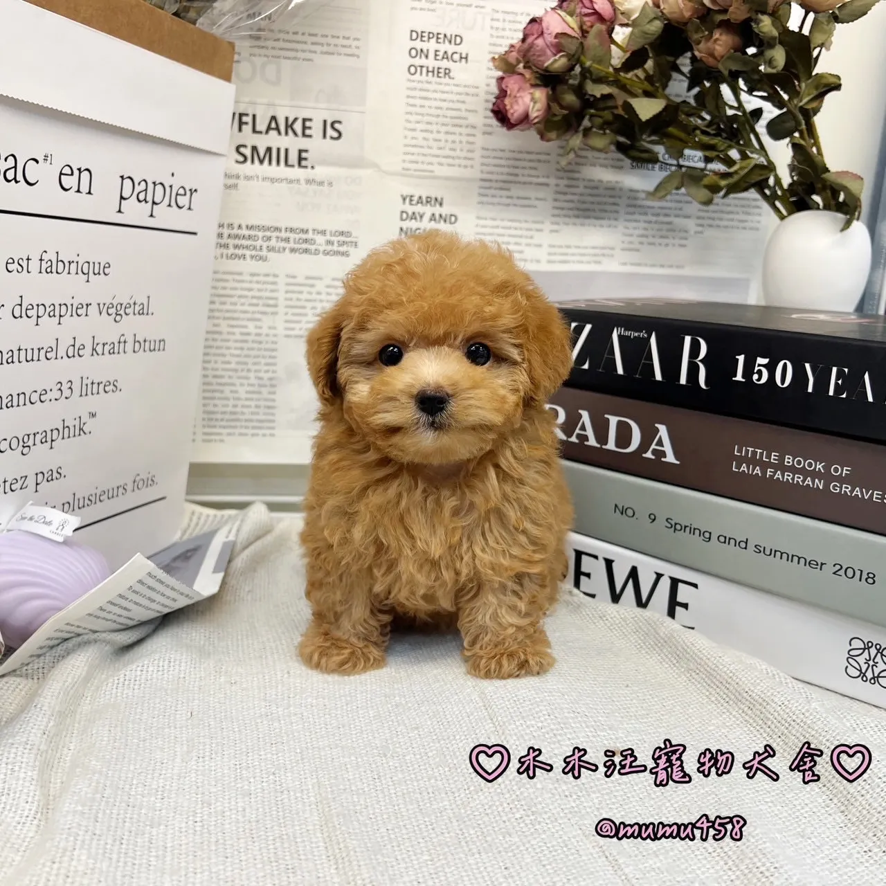 02 貴賓犬(奶油色)