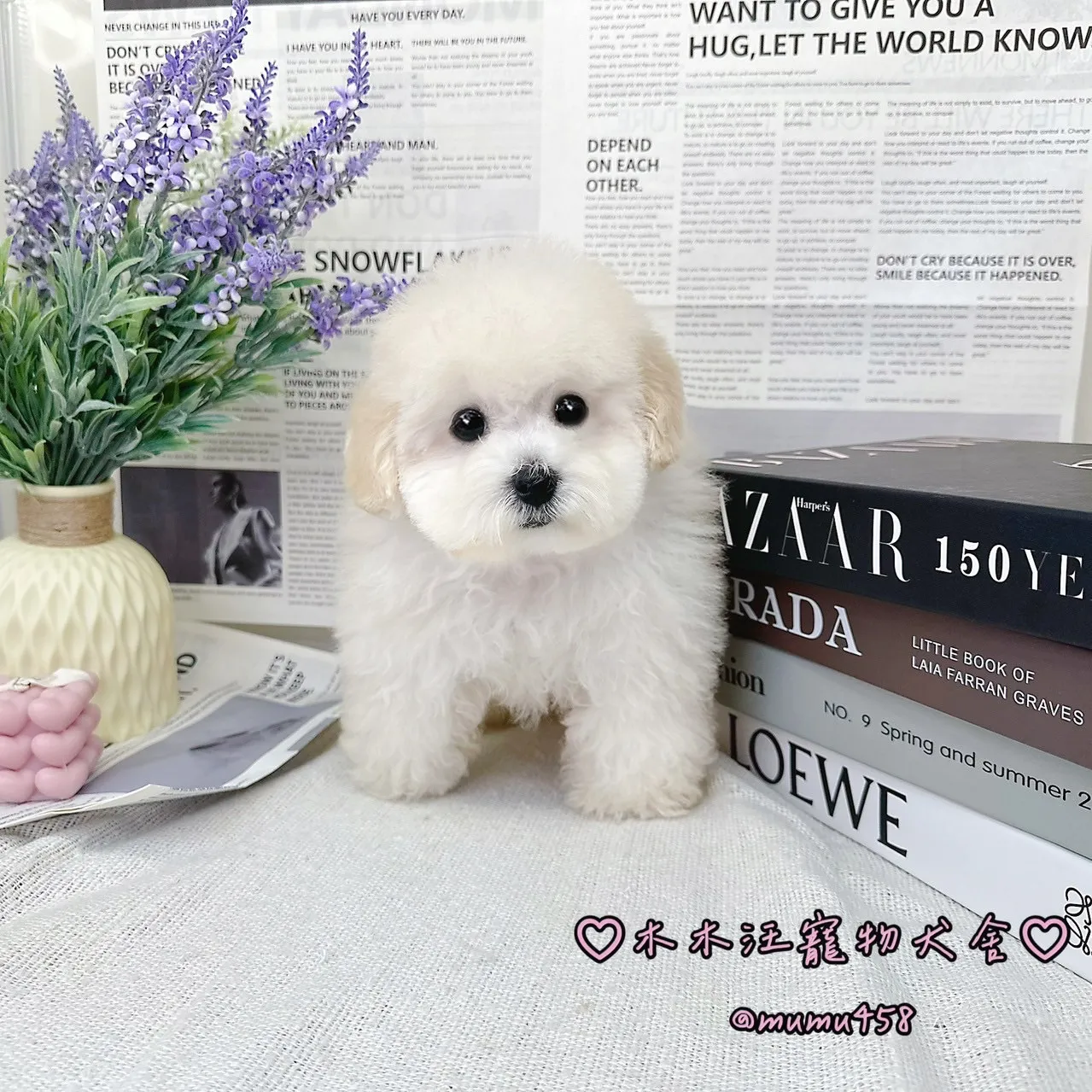 02 比熊犬(白色)