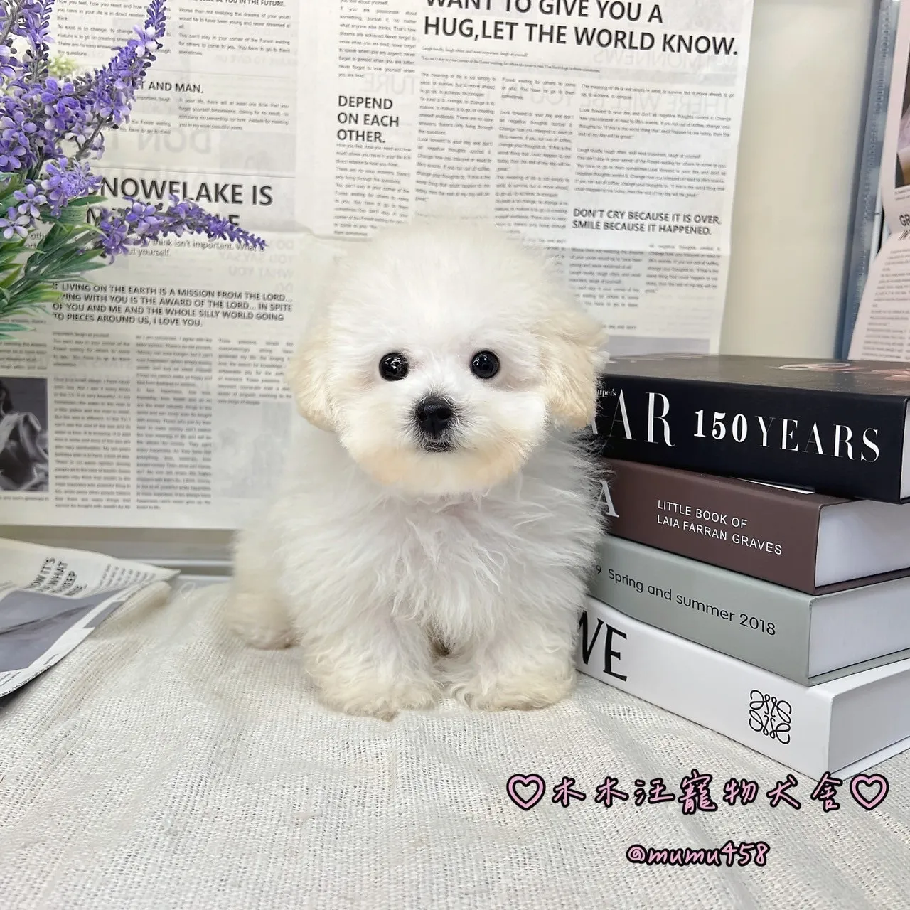 04 比熊犬(白色)