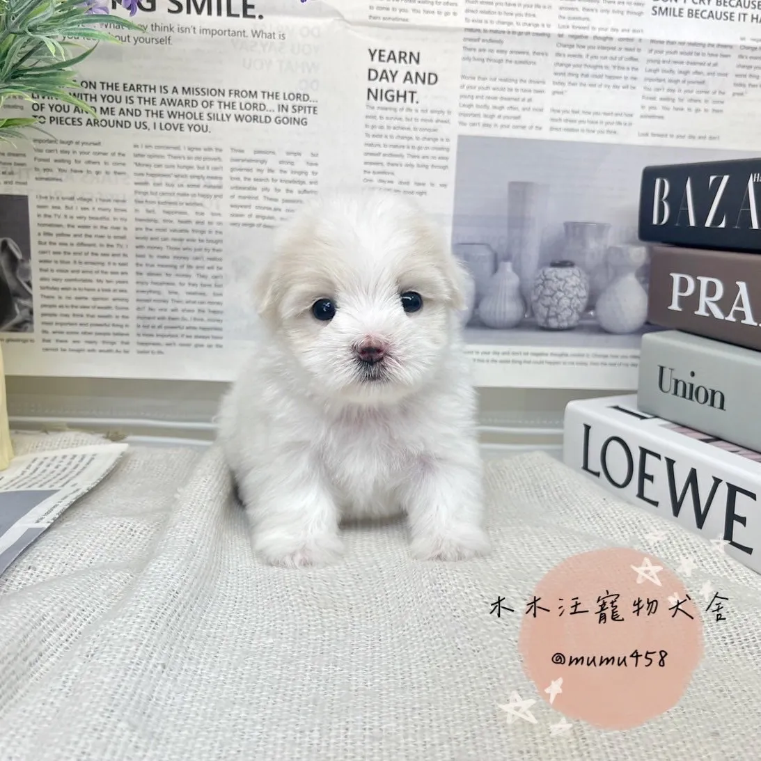 瑪爾濟斯