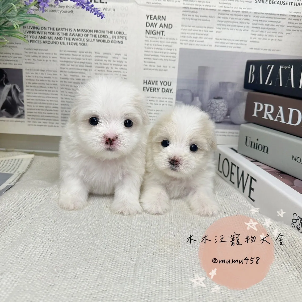 瑪爾濟斯