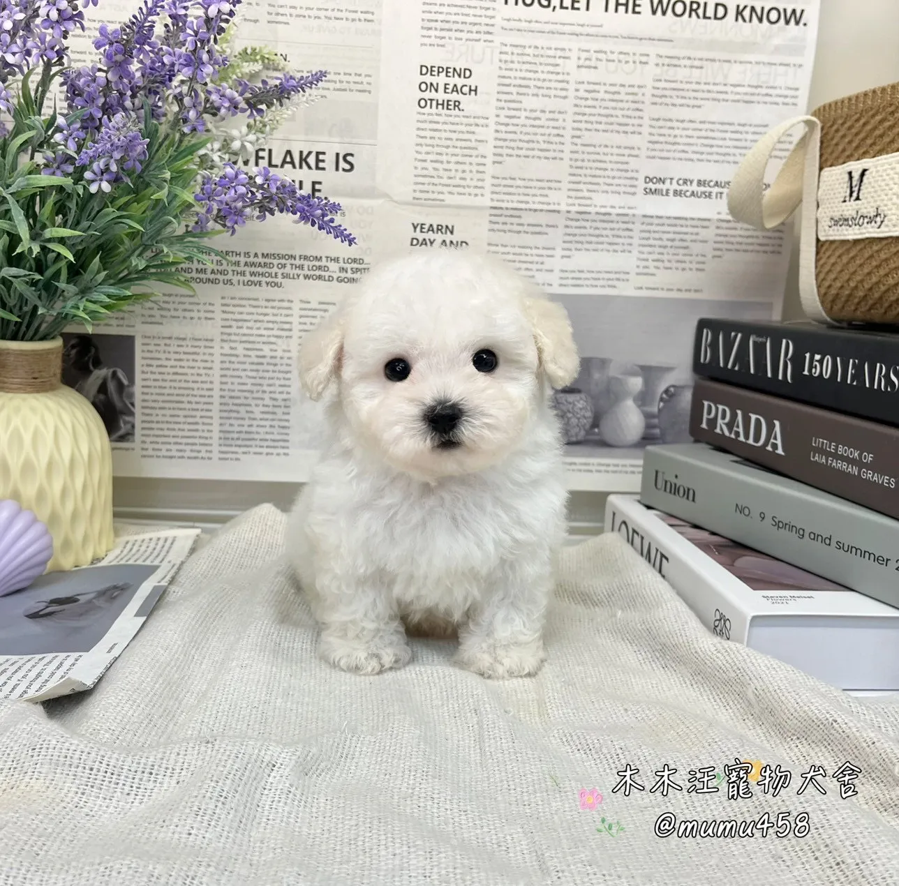06 比熊犬(白色)