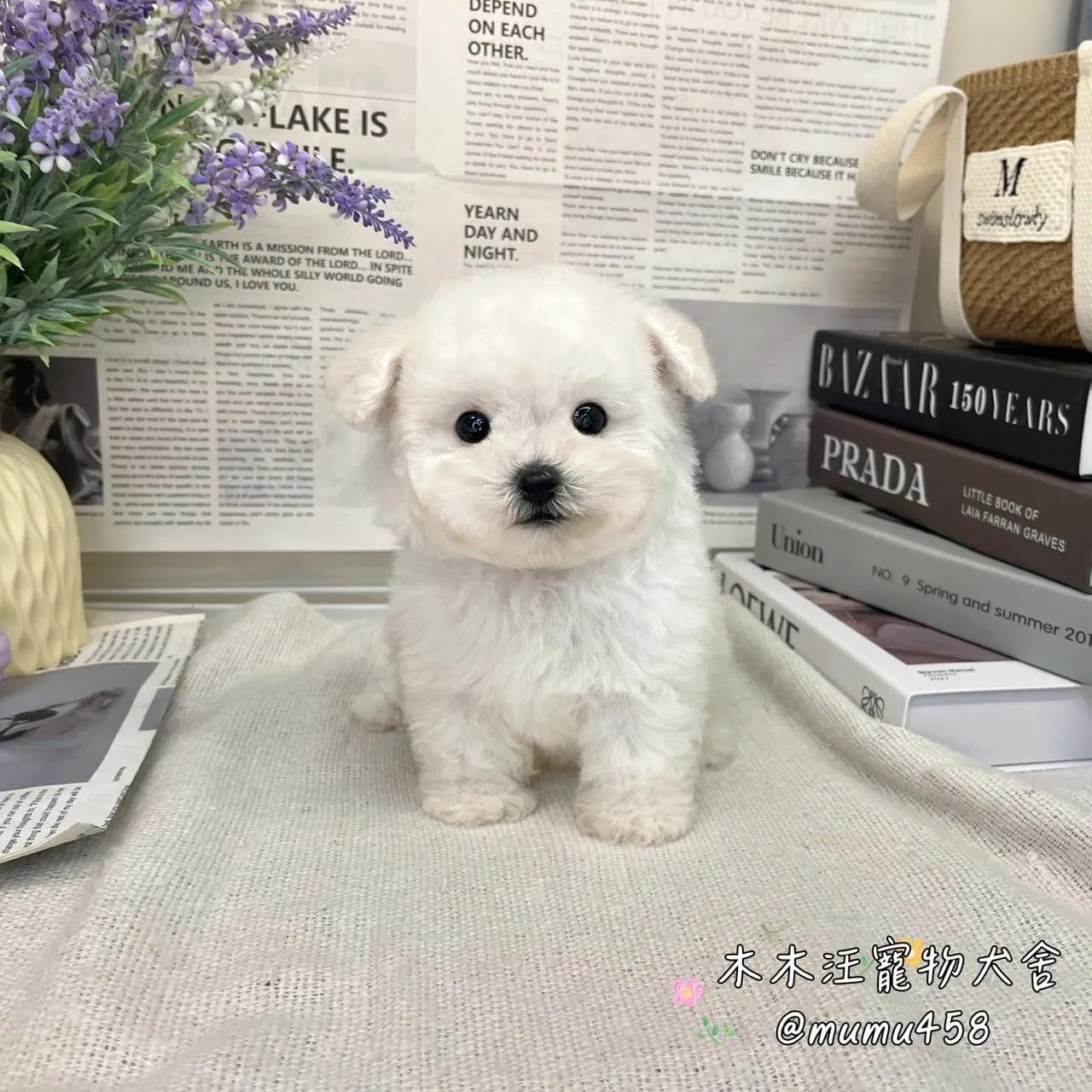 07 比熊犬(白色)