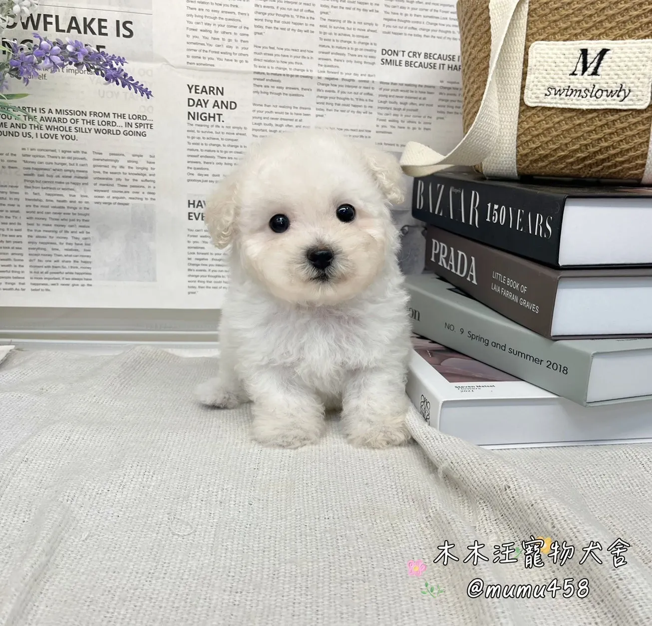 08 比熊犬(白色)