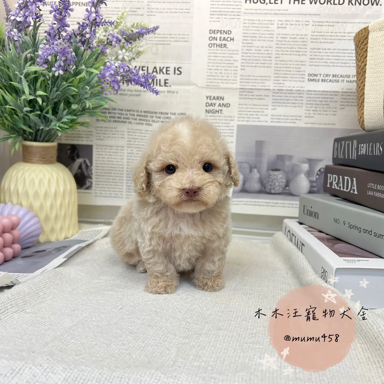 貴賓 (奶油杏色)