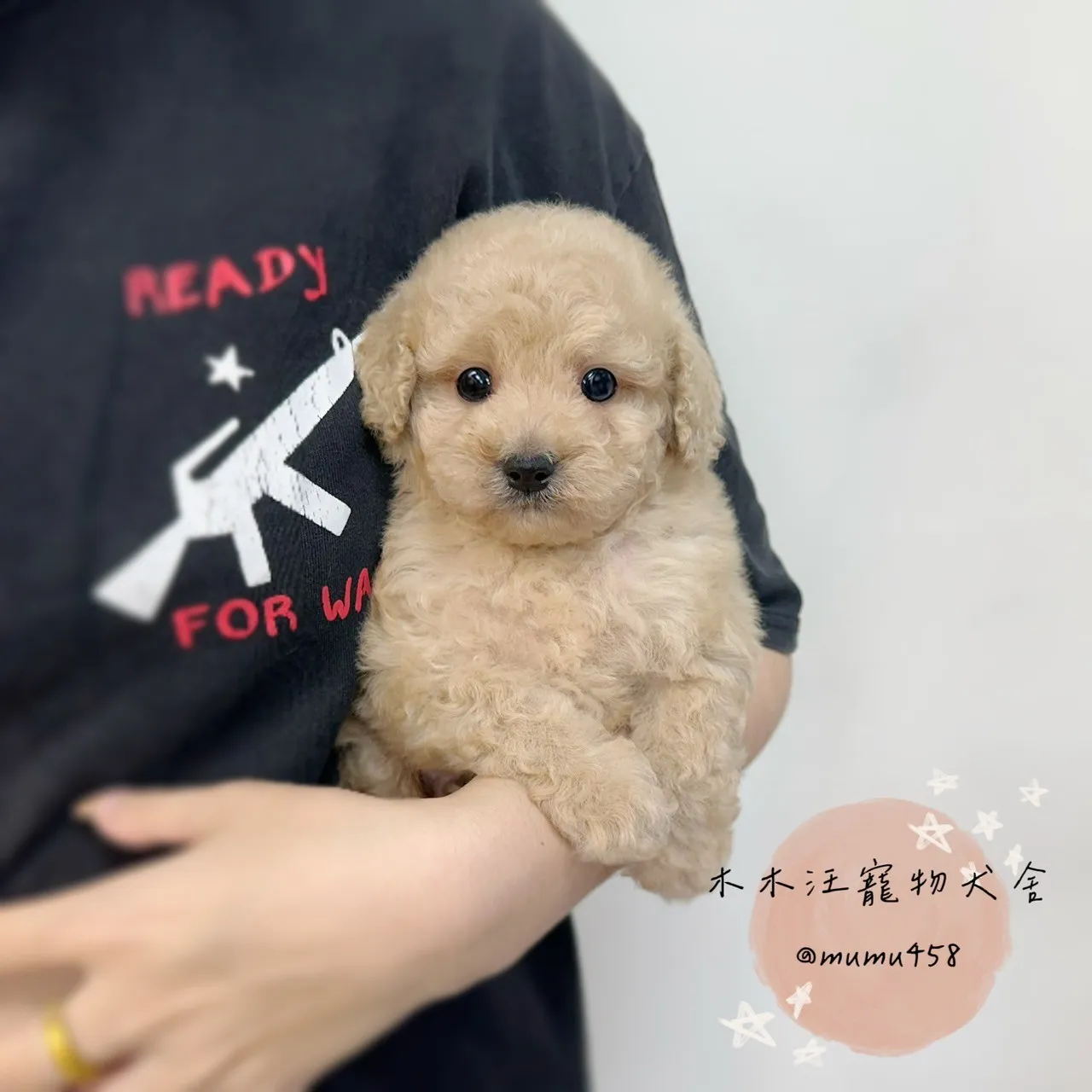貴賓 (奶油杏色)