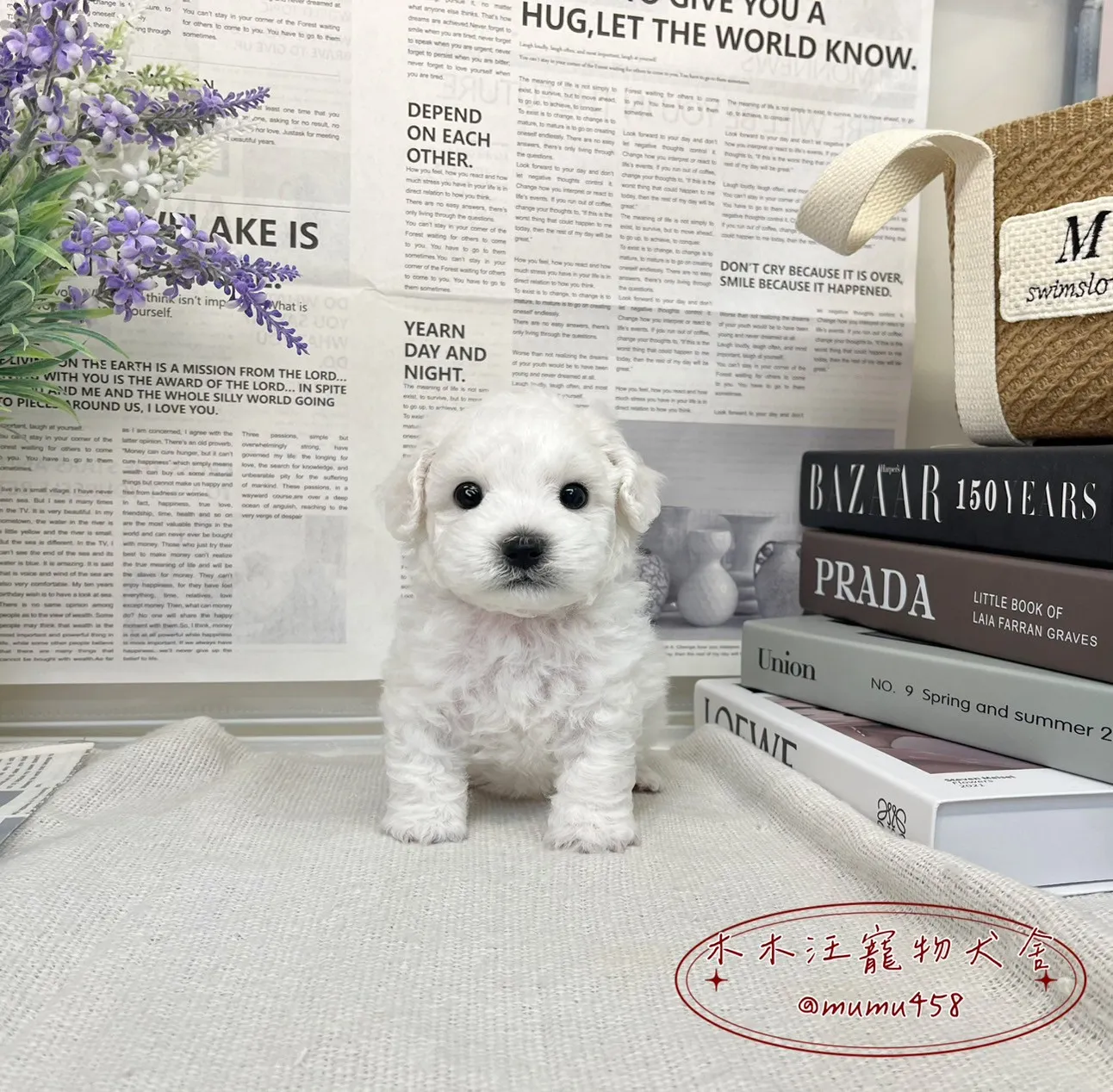 比熊犬(小體)