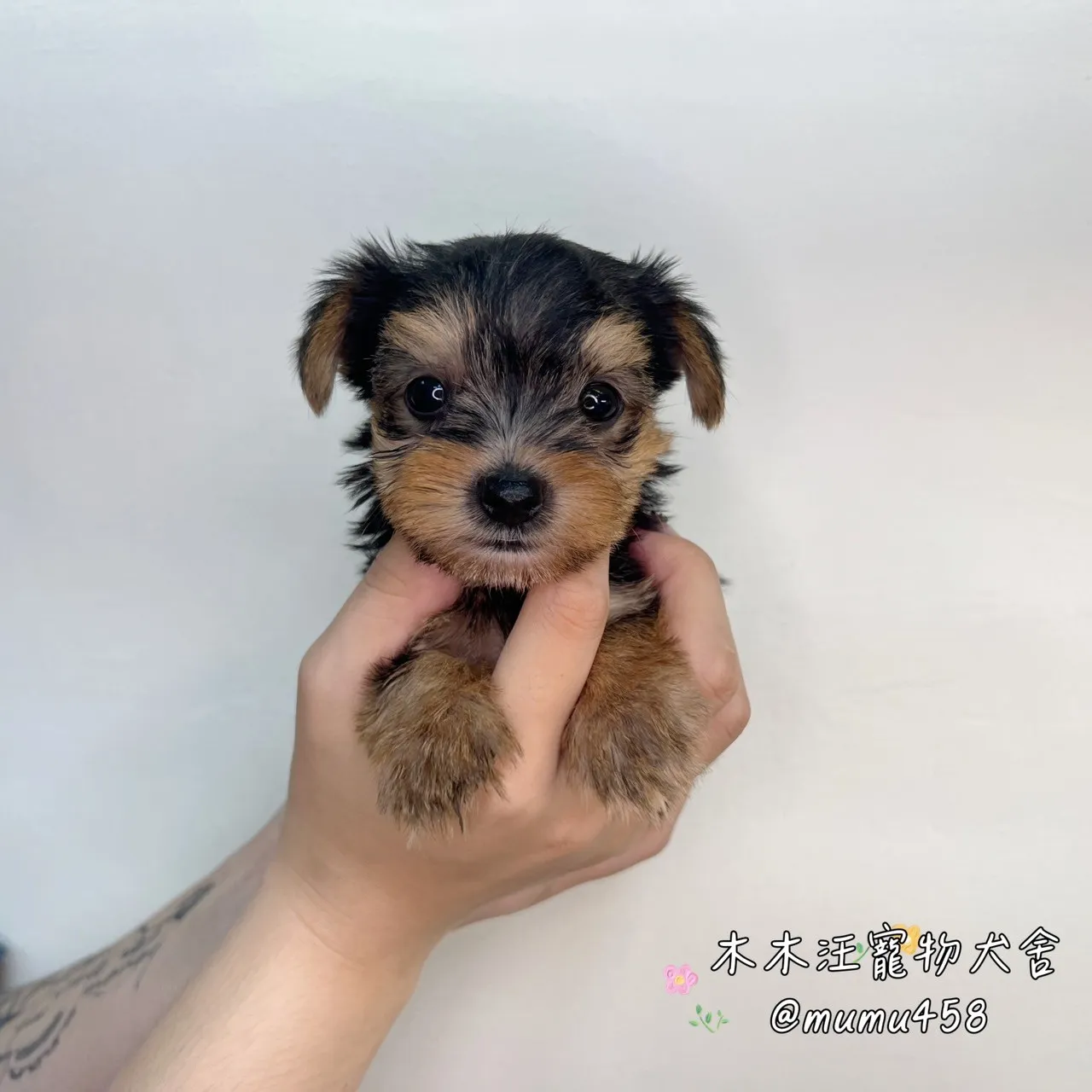 約克夏