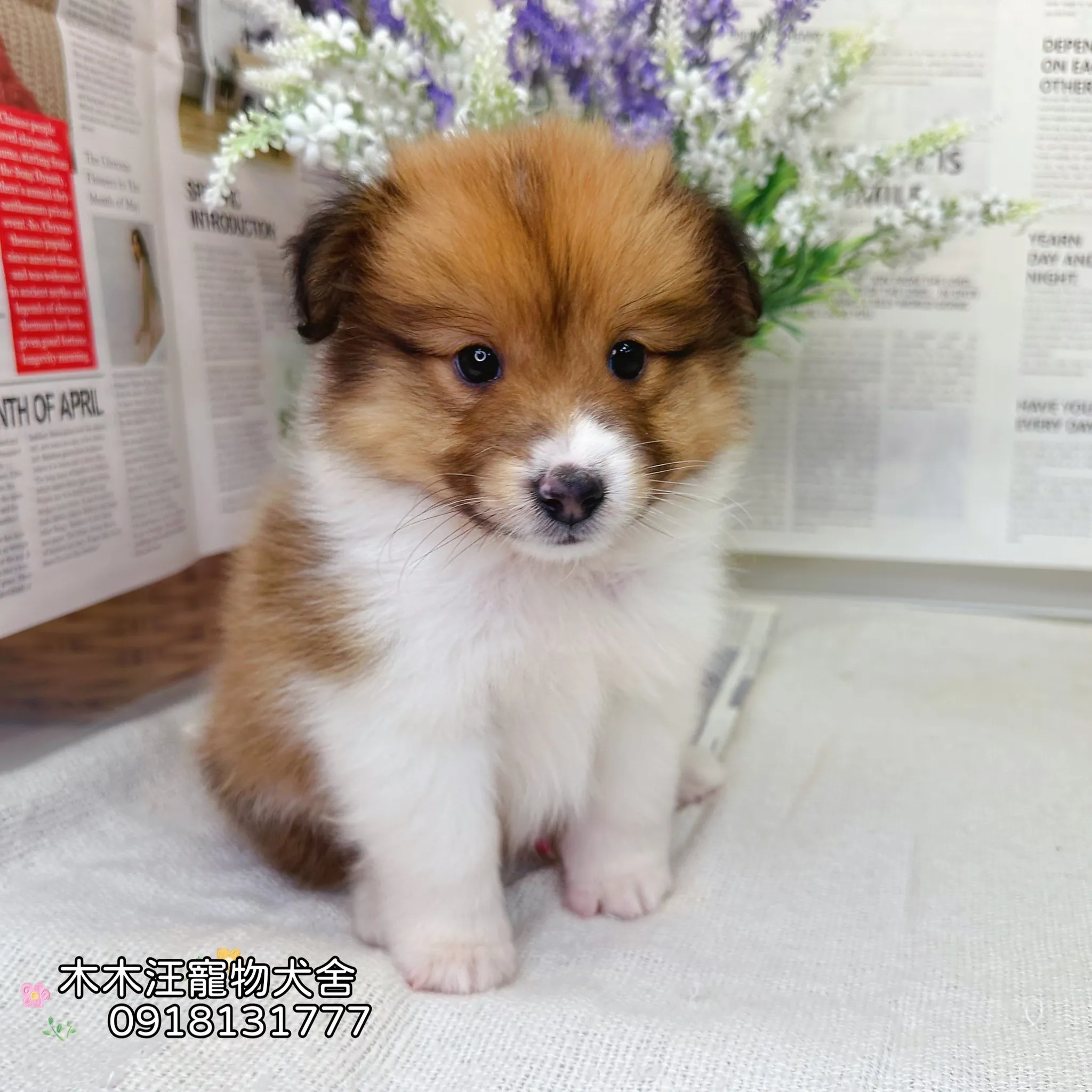 喜樂蒂牧羊犬(貂色)