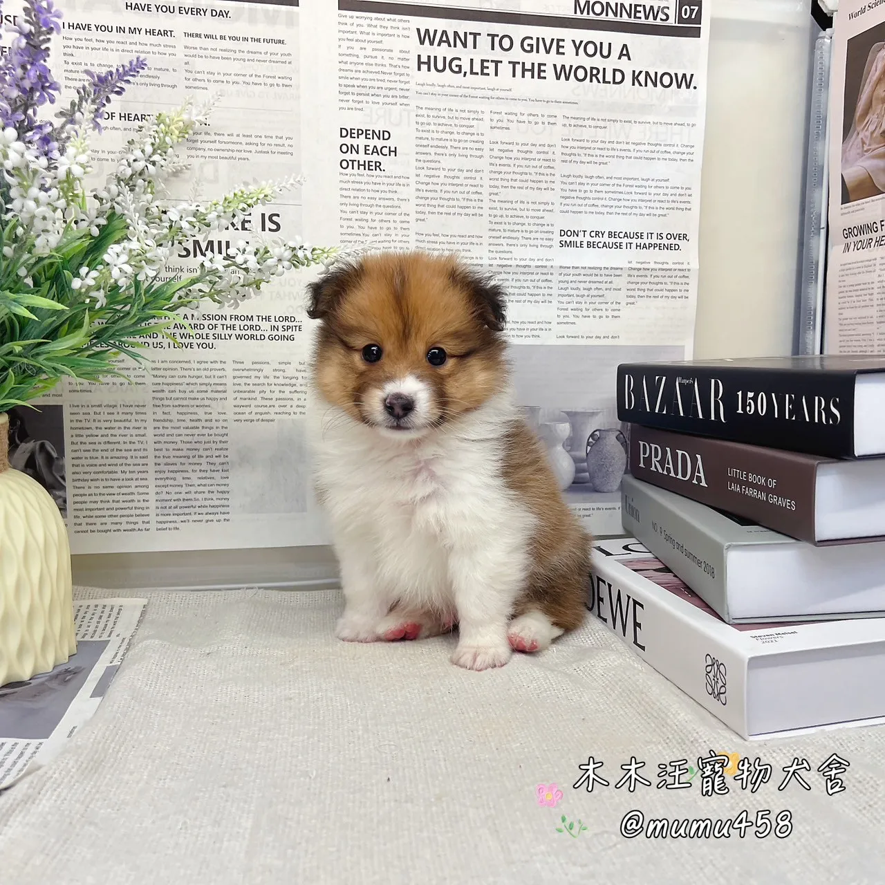 喜樂蒂牧羊犬(貂色)
