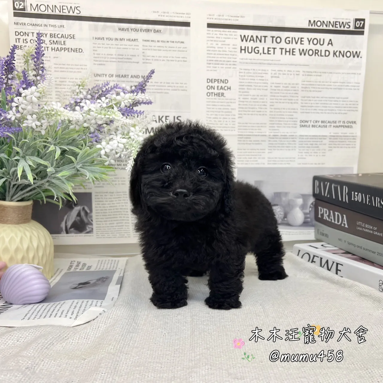 玩具貴賓 (黑色)