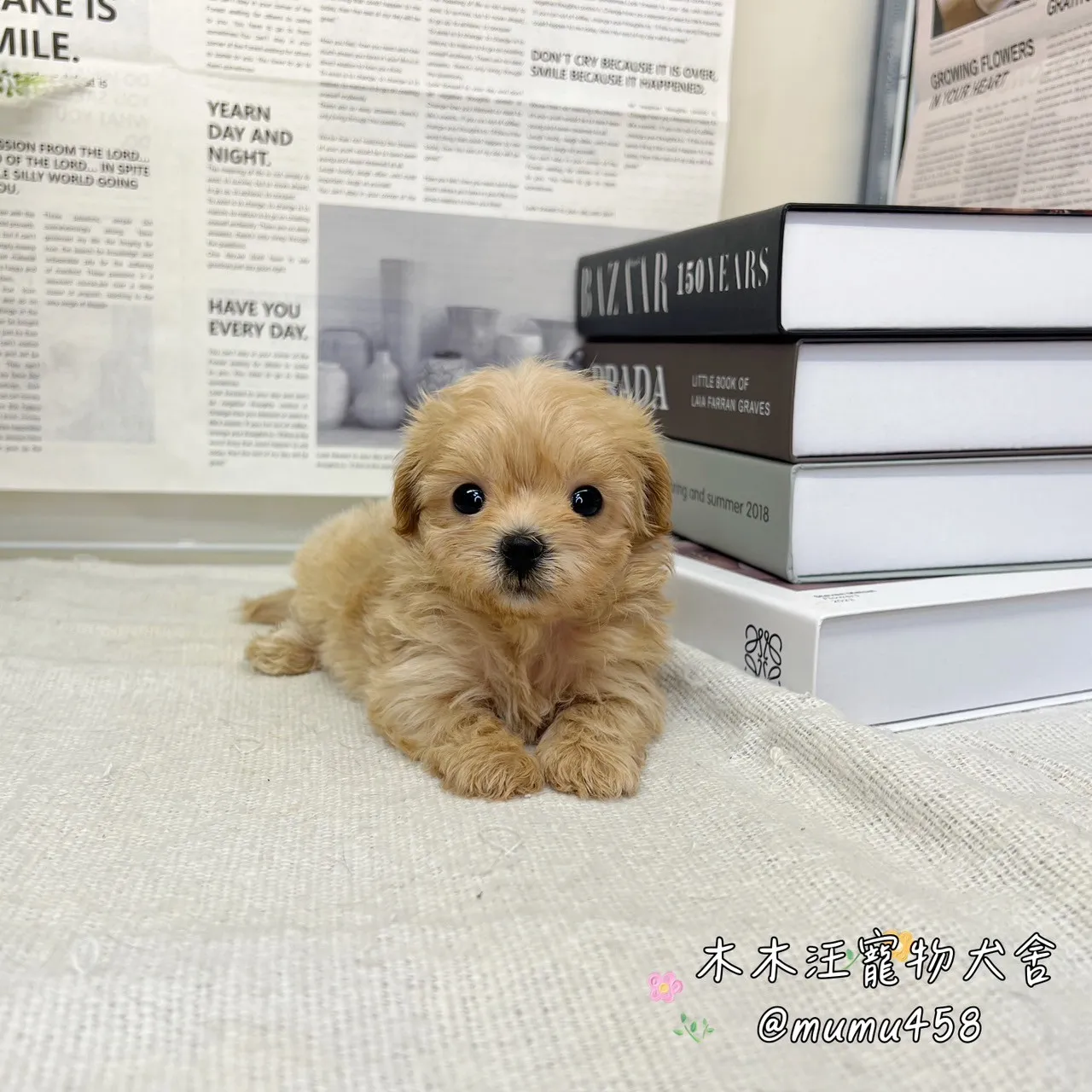瑪爾泰迪(奶油)