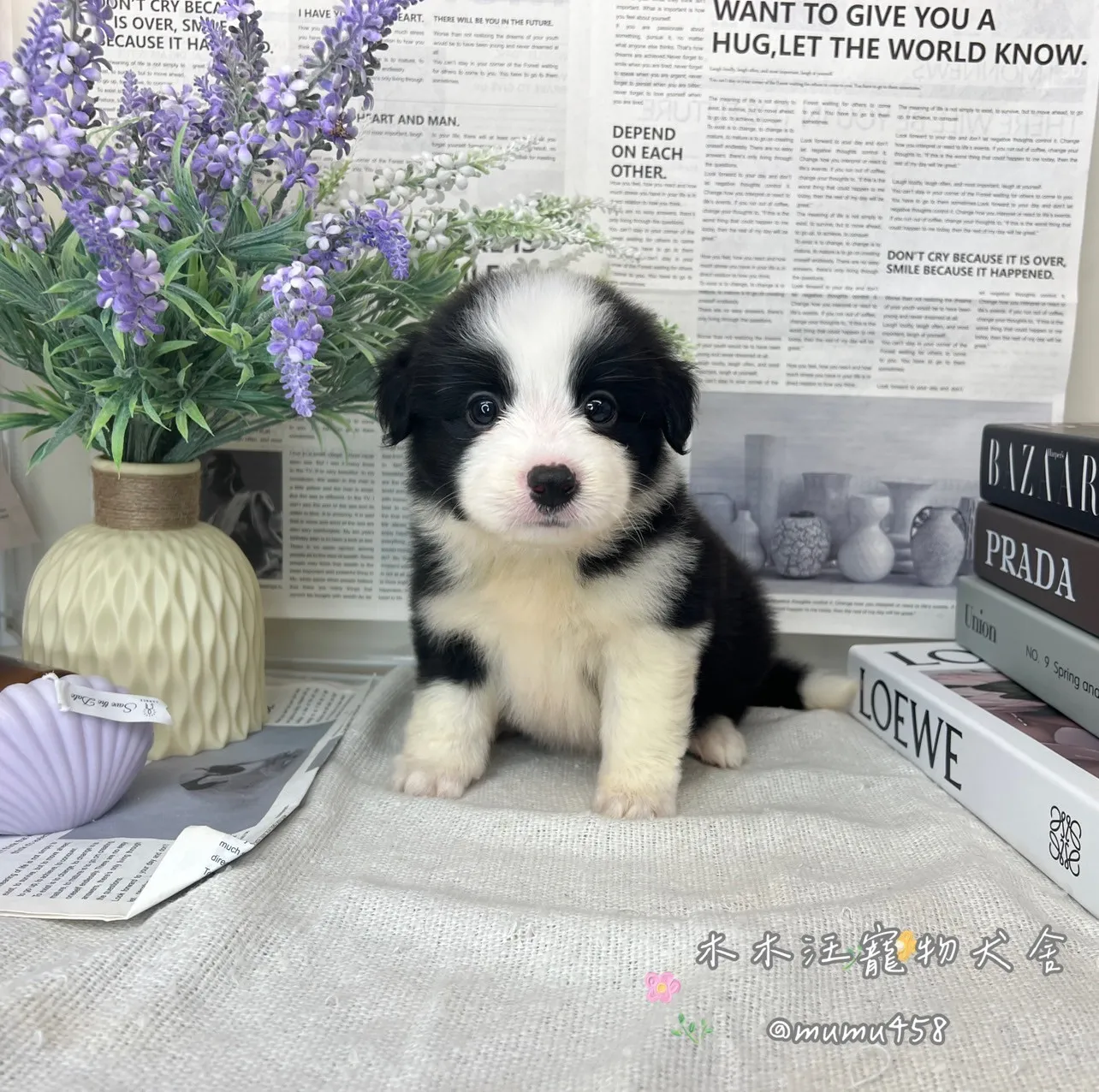邊境牧羊犬