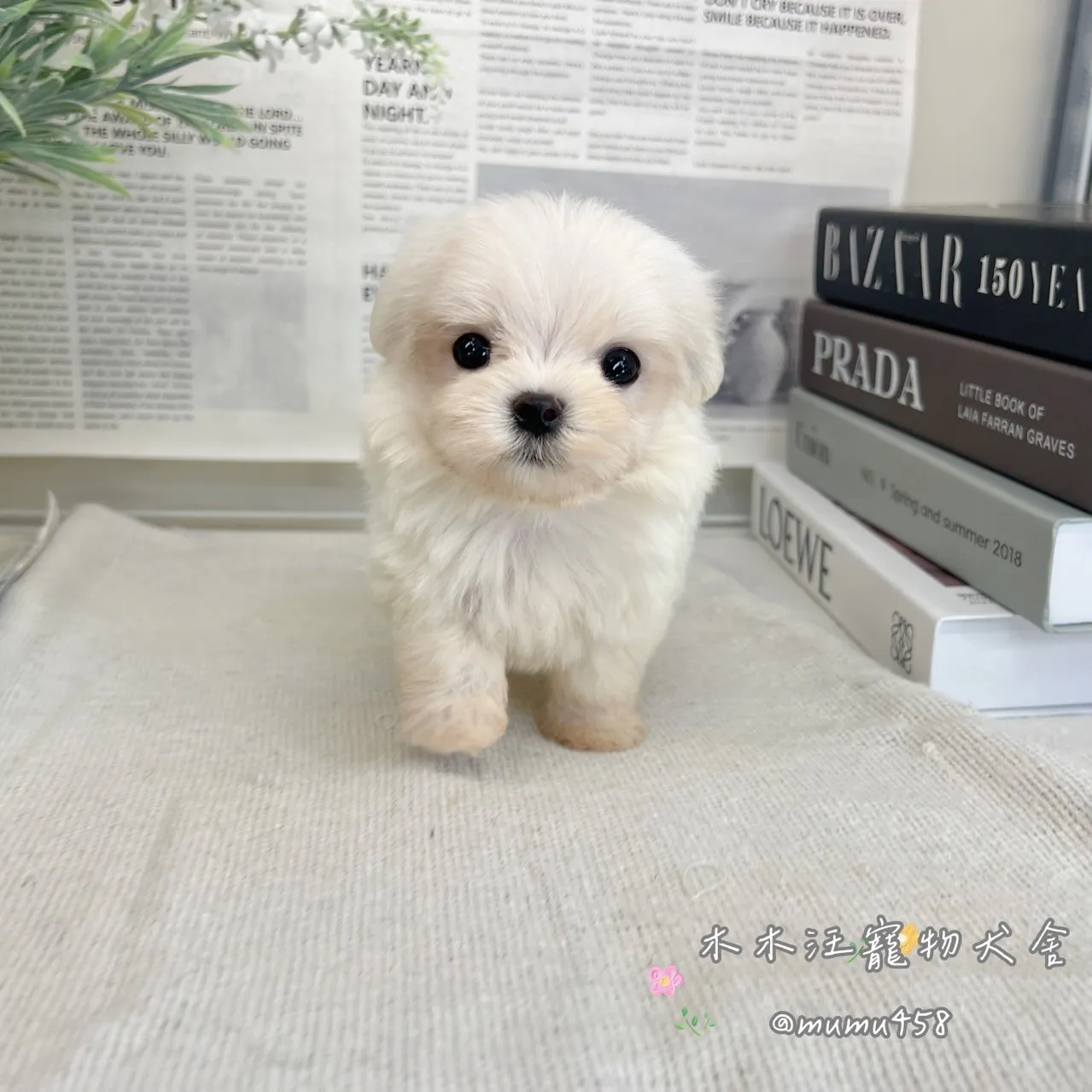 迷你型瑪爾濟斯