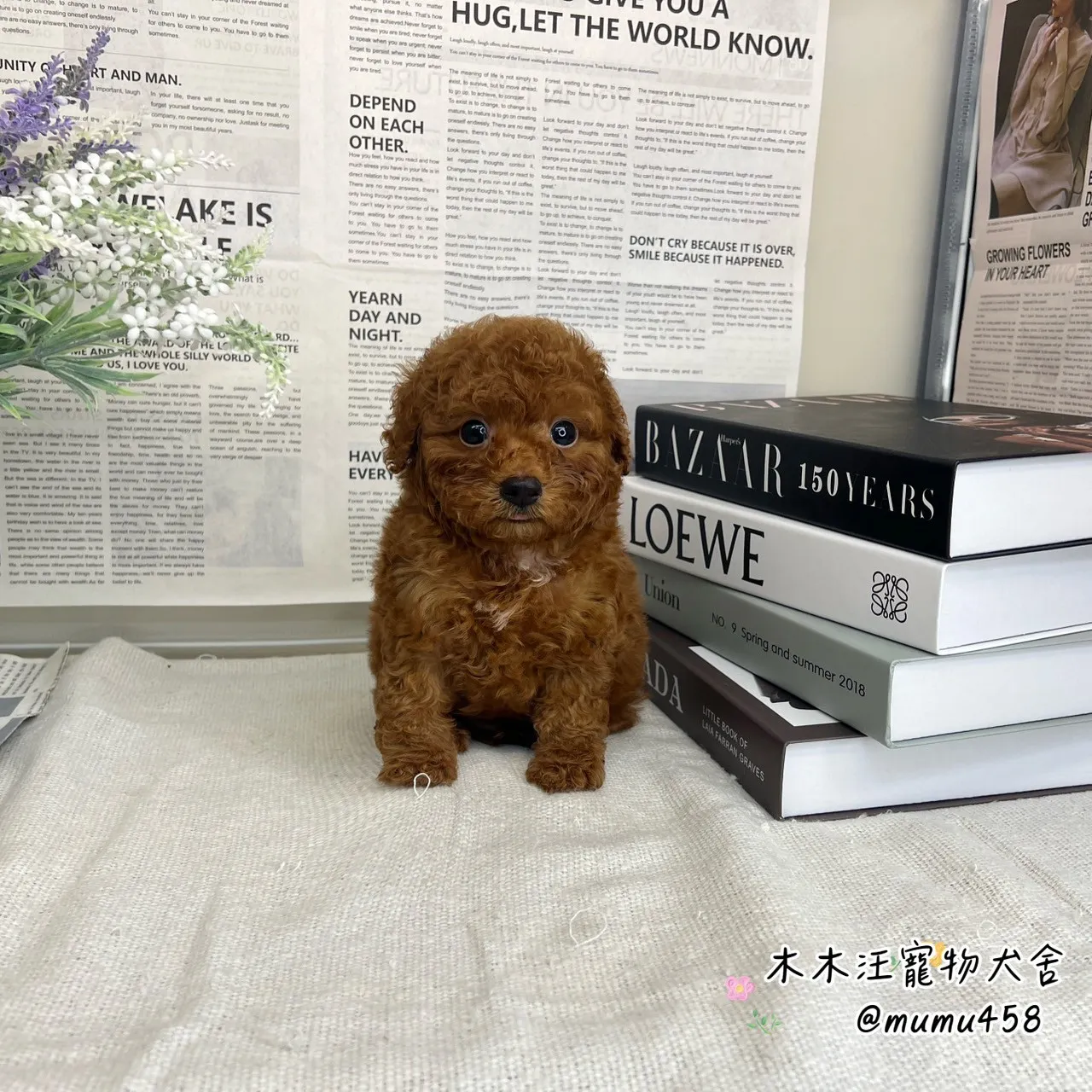 貴賓犬(紅色)
