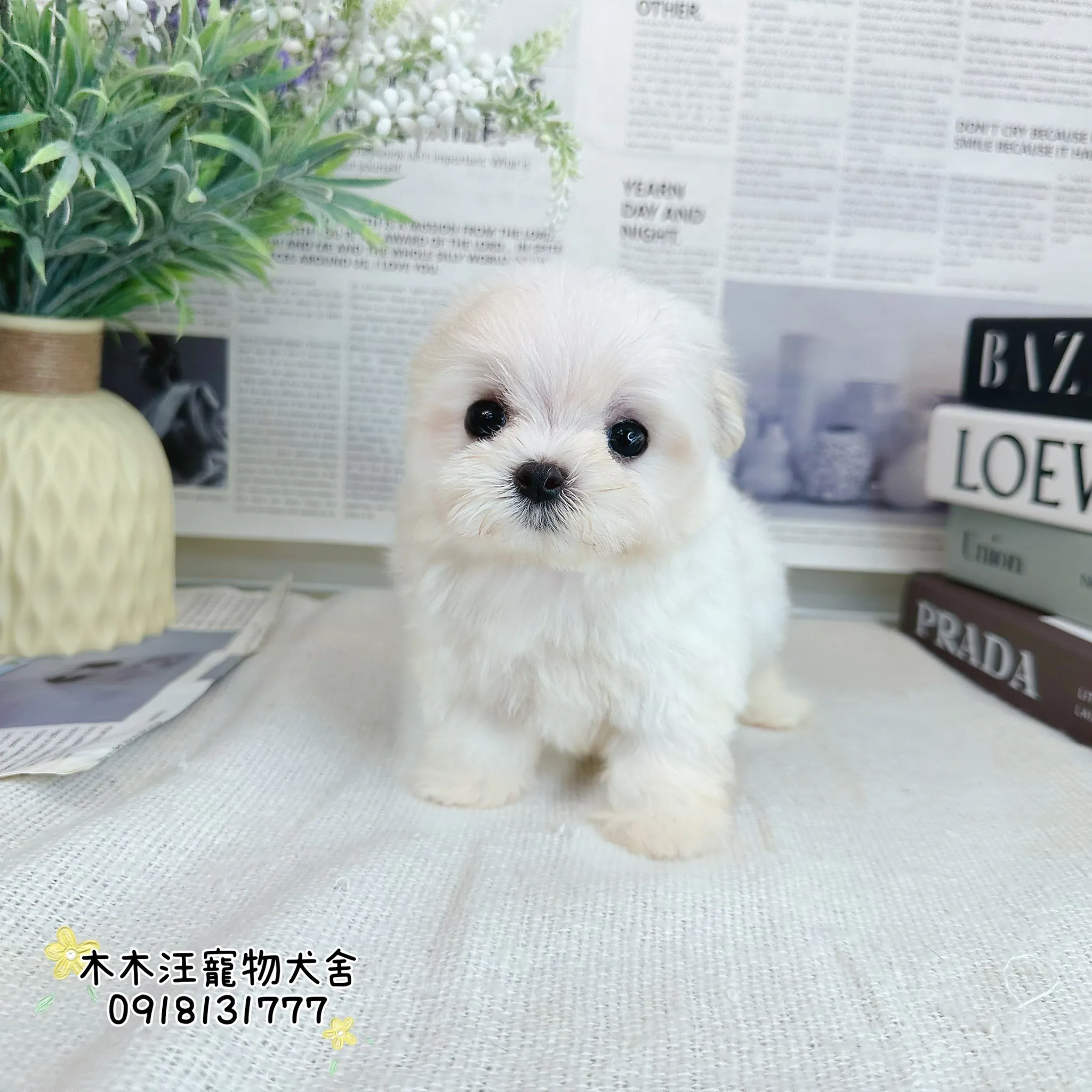 迷你型瑪爾濟斯