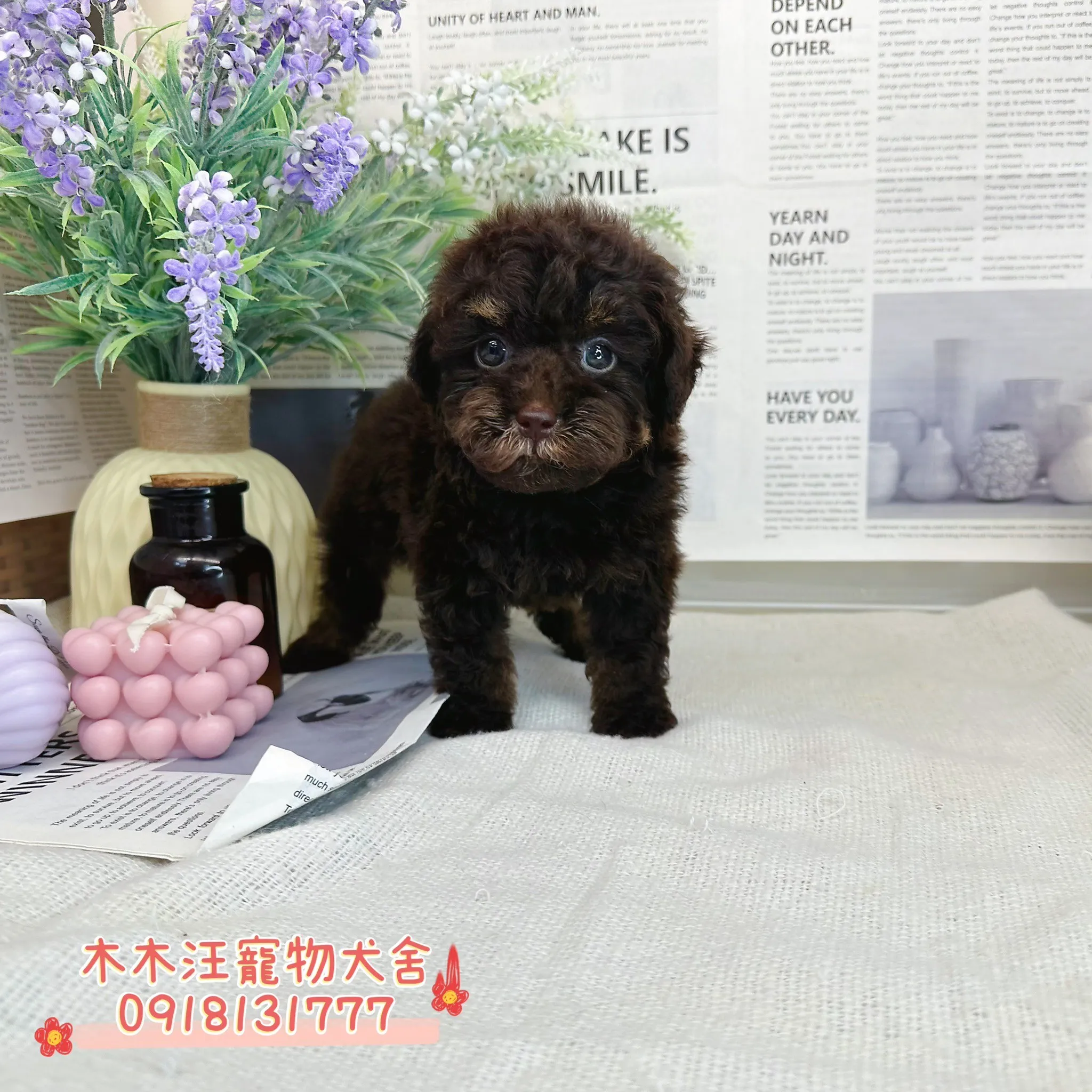 玩具茶杯貴賓犬(巧克力色)