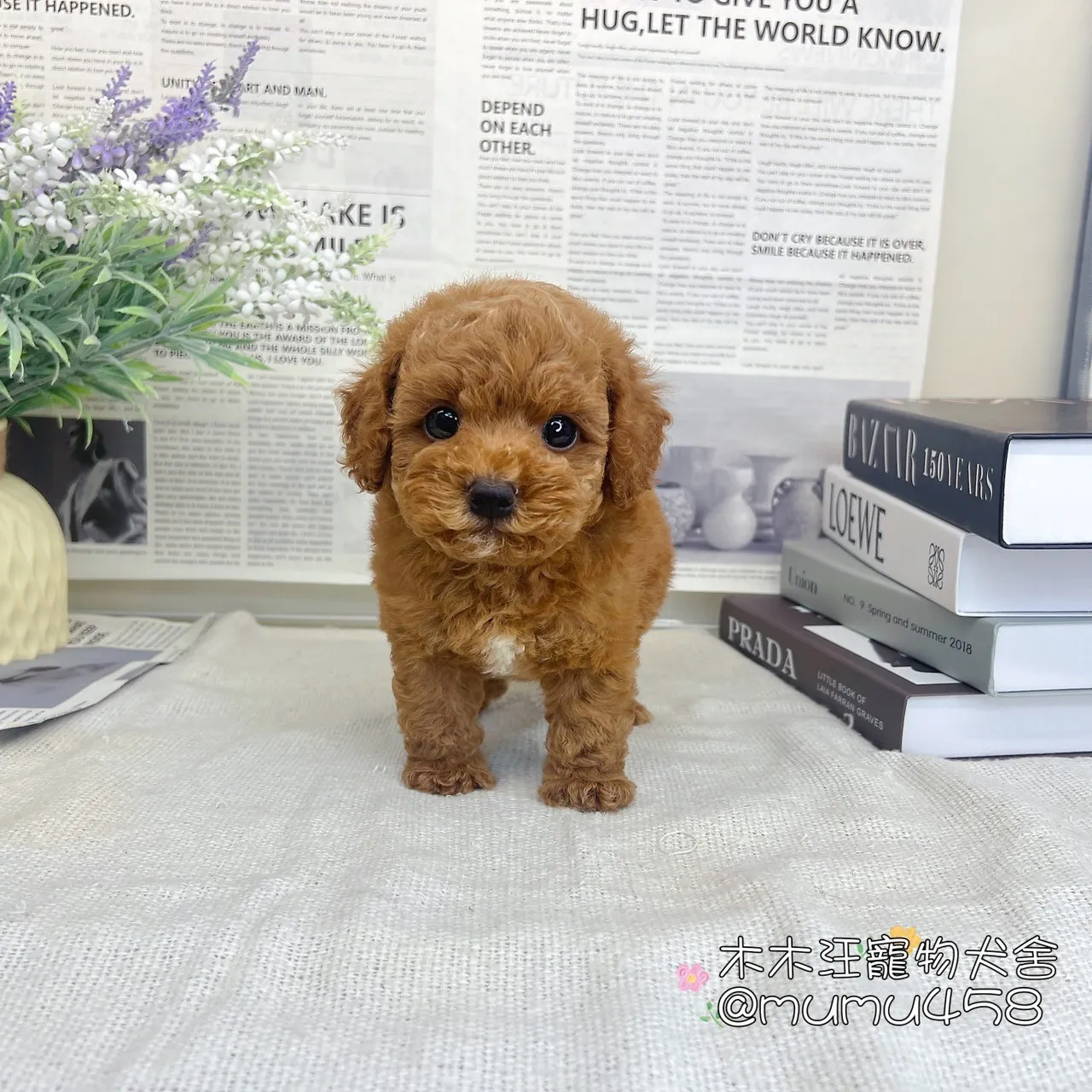 貴賓犬(紅色)