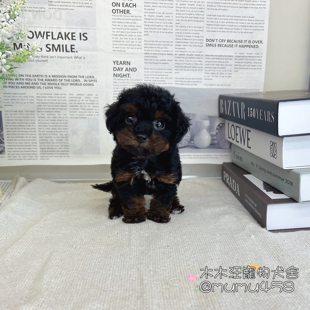 玩具茶杯貴賓犬(黑包金色)