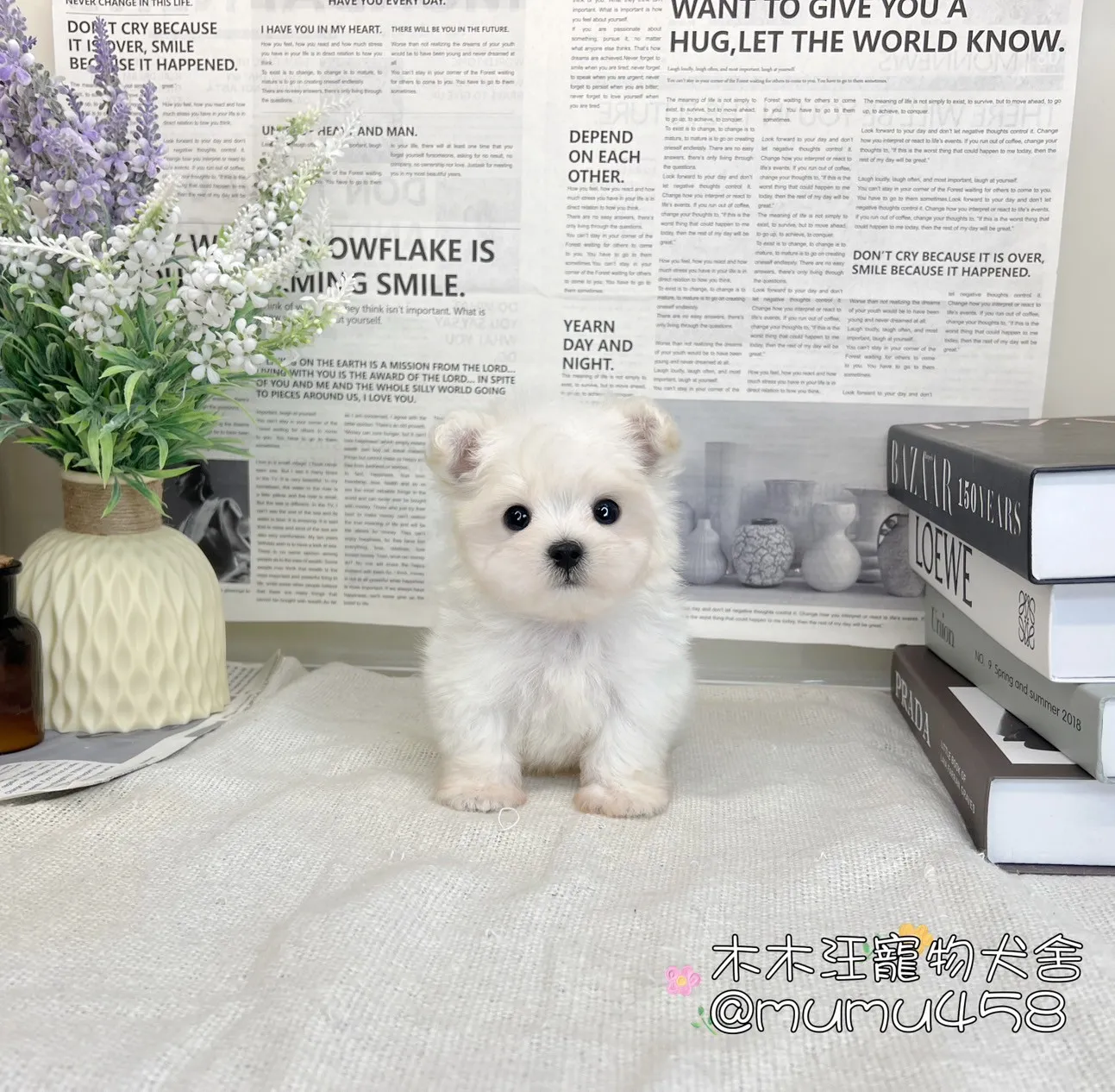 迷你型瑪爾濟斯