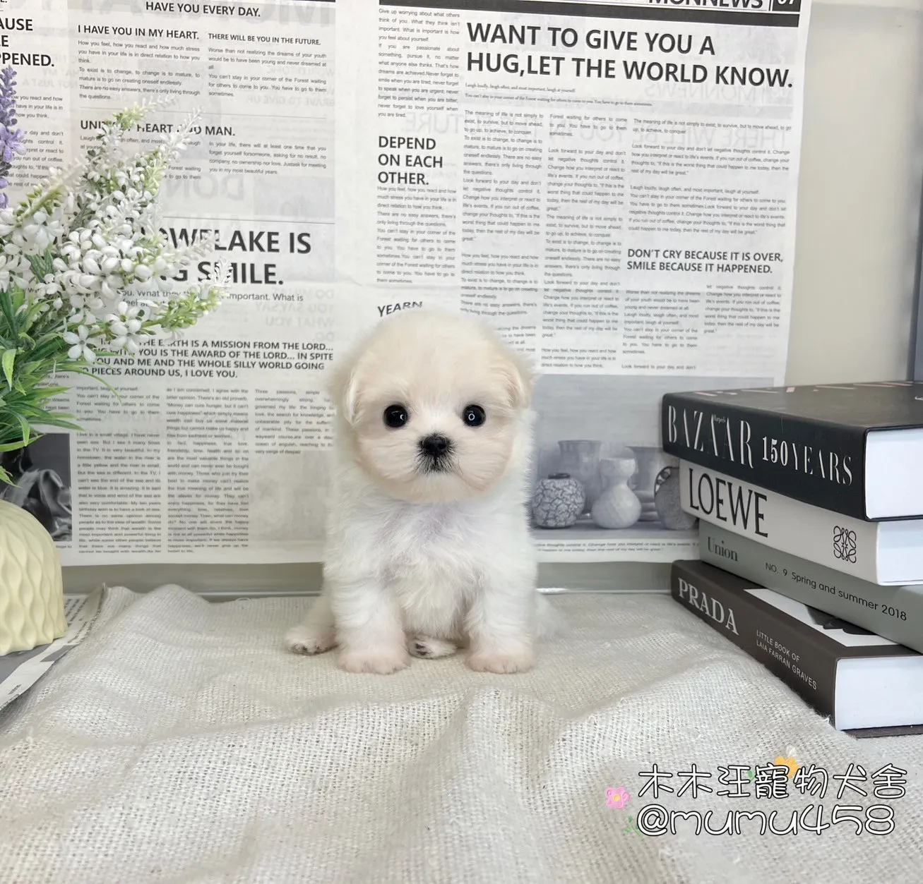 迷你型瑪爾濟斯