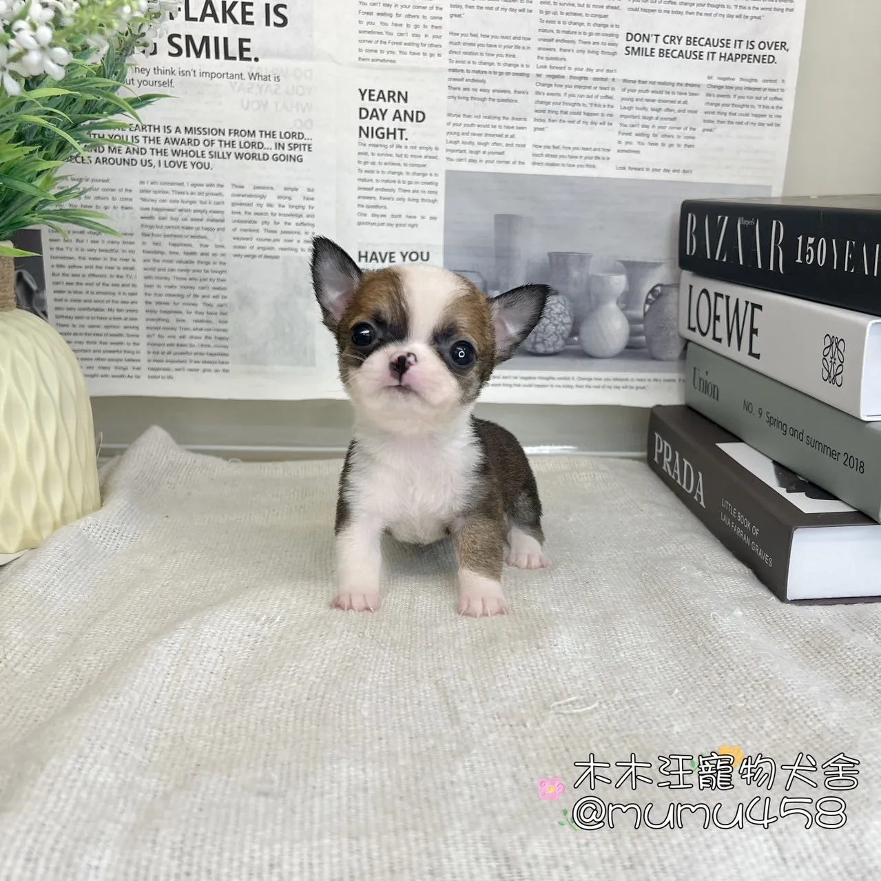 短毛吉娃娃