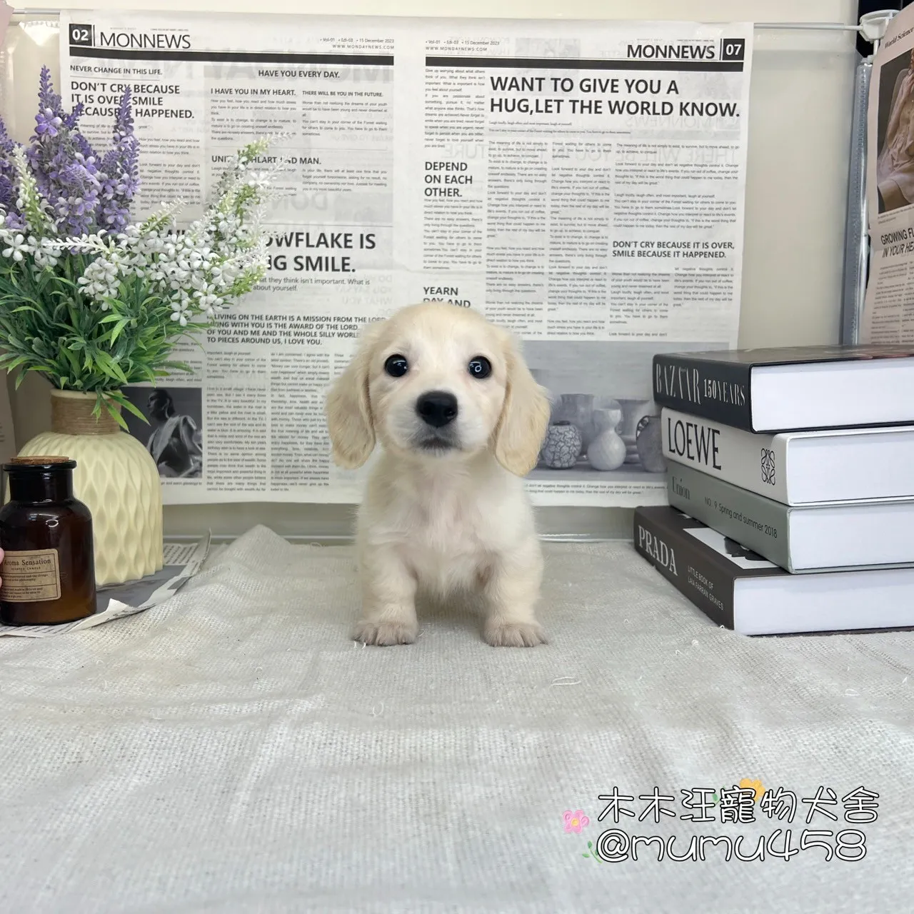 奶油長毛臘腸