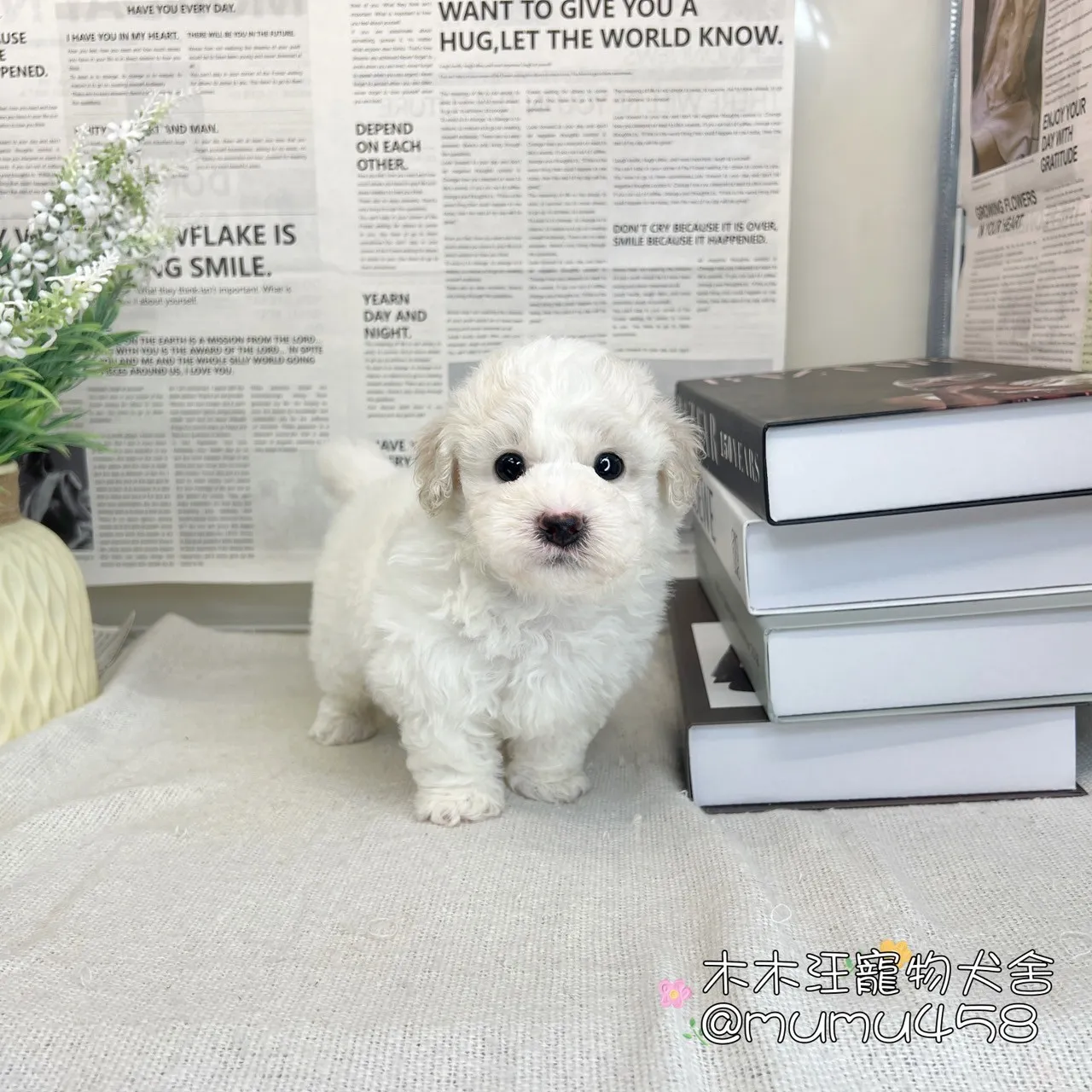 比熊犬