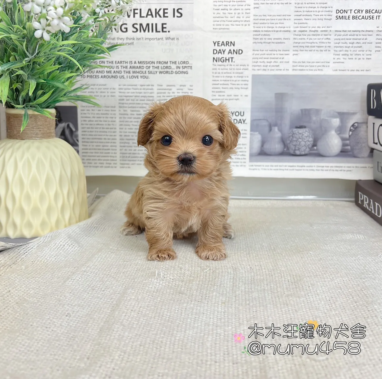 瑪爾泰迪(奶油)