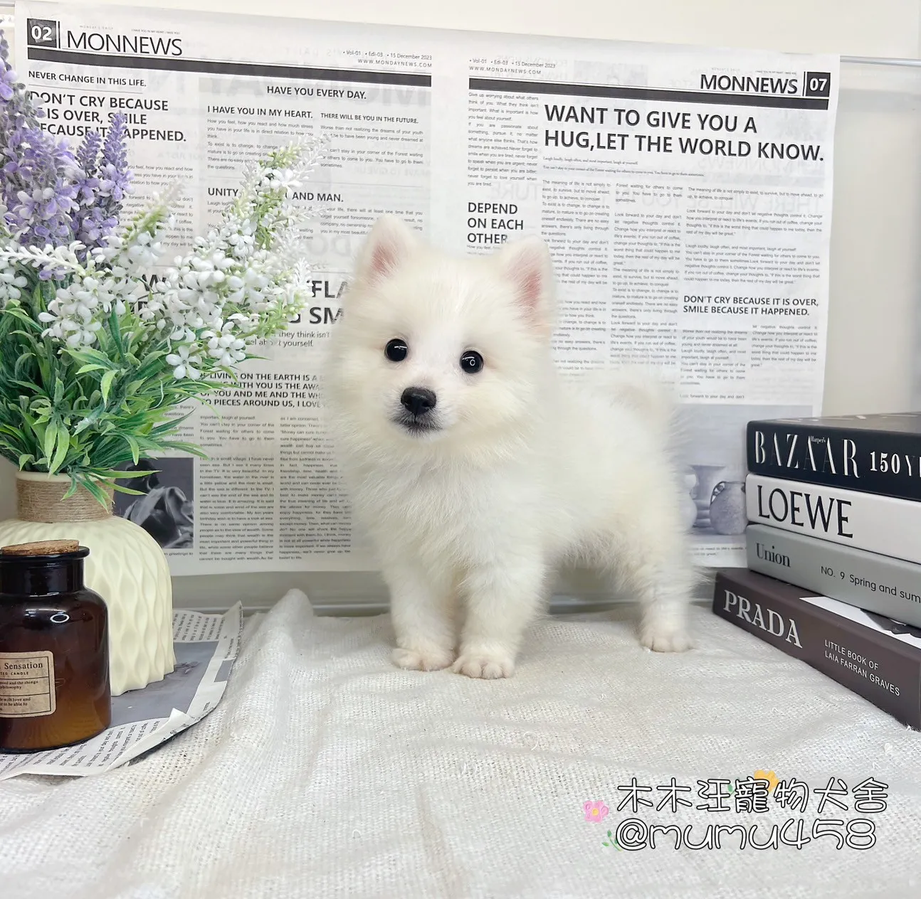 狐狸犬