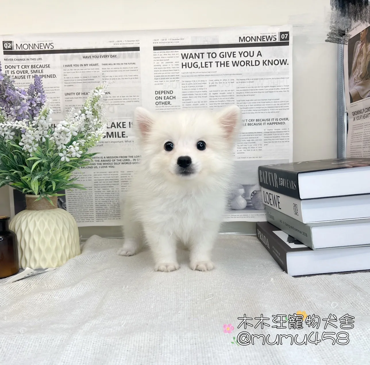 狐狸犬