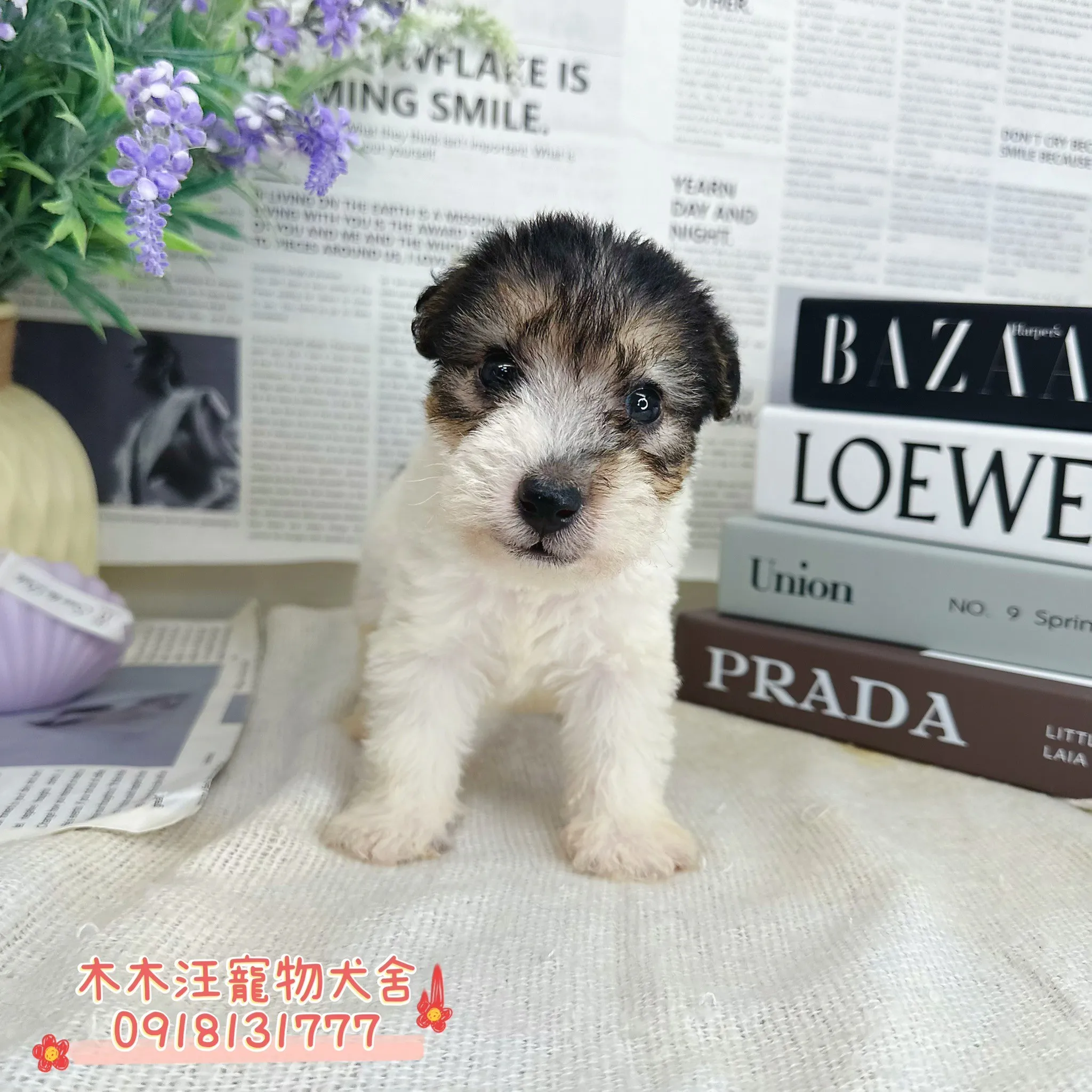 剛毛獵狐梗(懷亞鐵利亞)